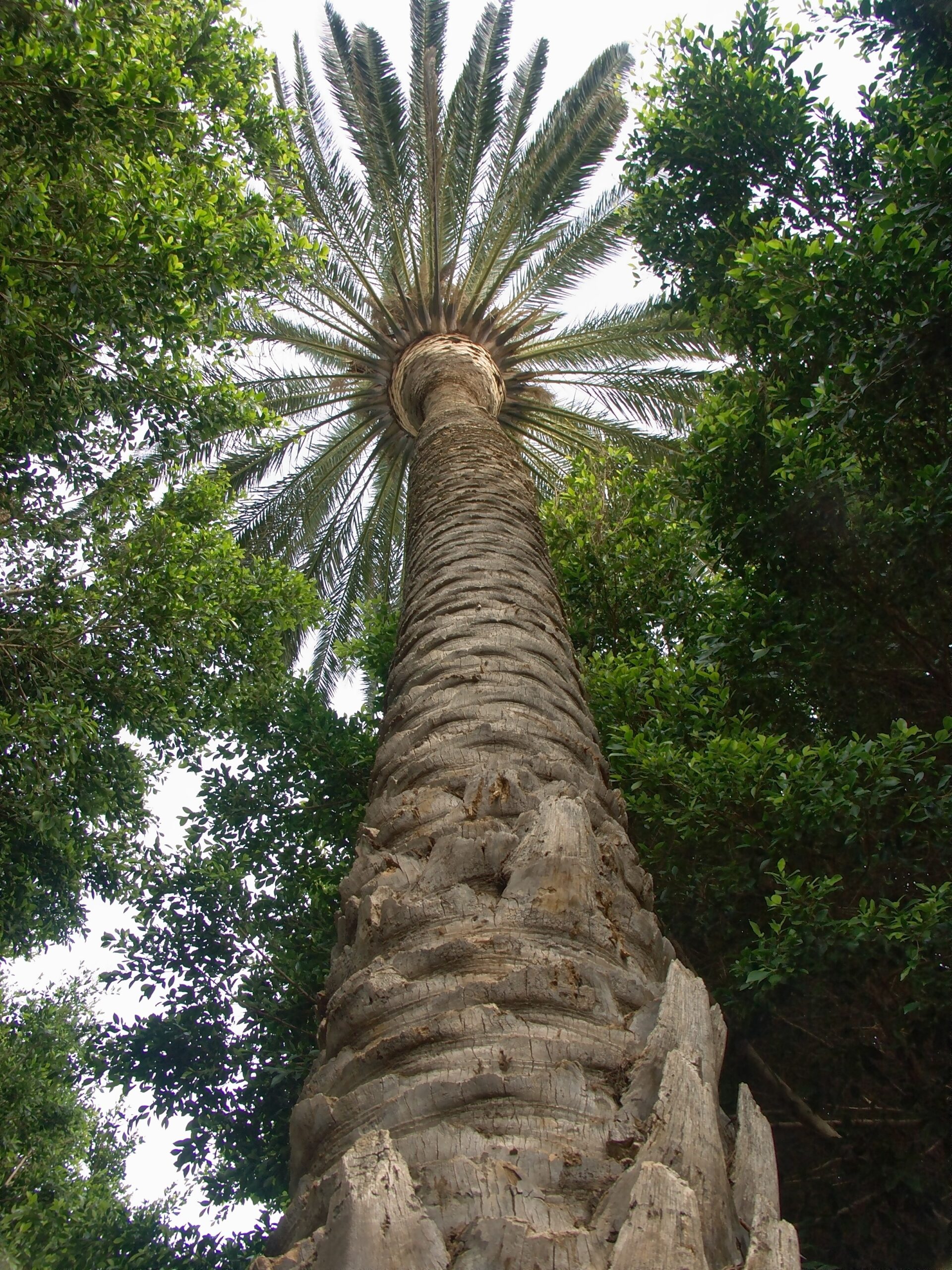 A towering palm tree rises above the verdant streets of Aguimes Old Town, characteristic of Gran Canaria's subtropical vegetation.