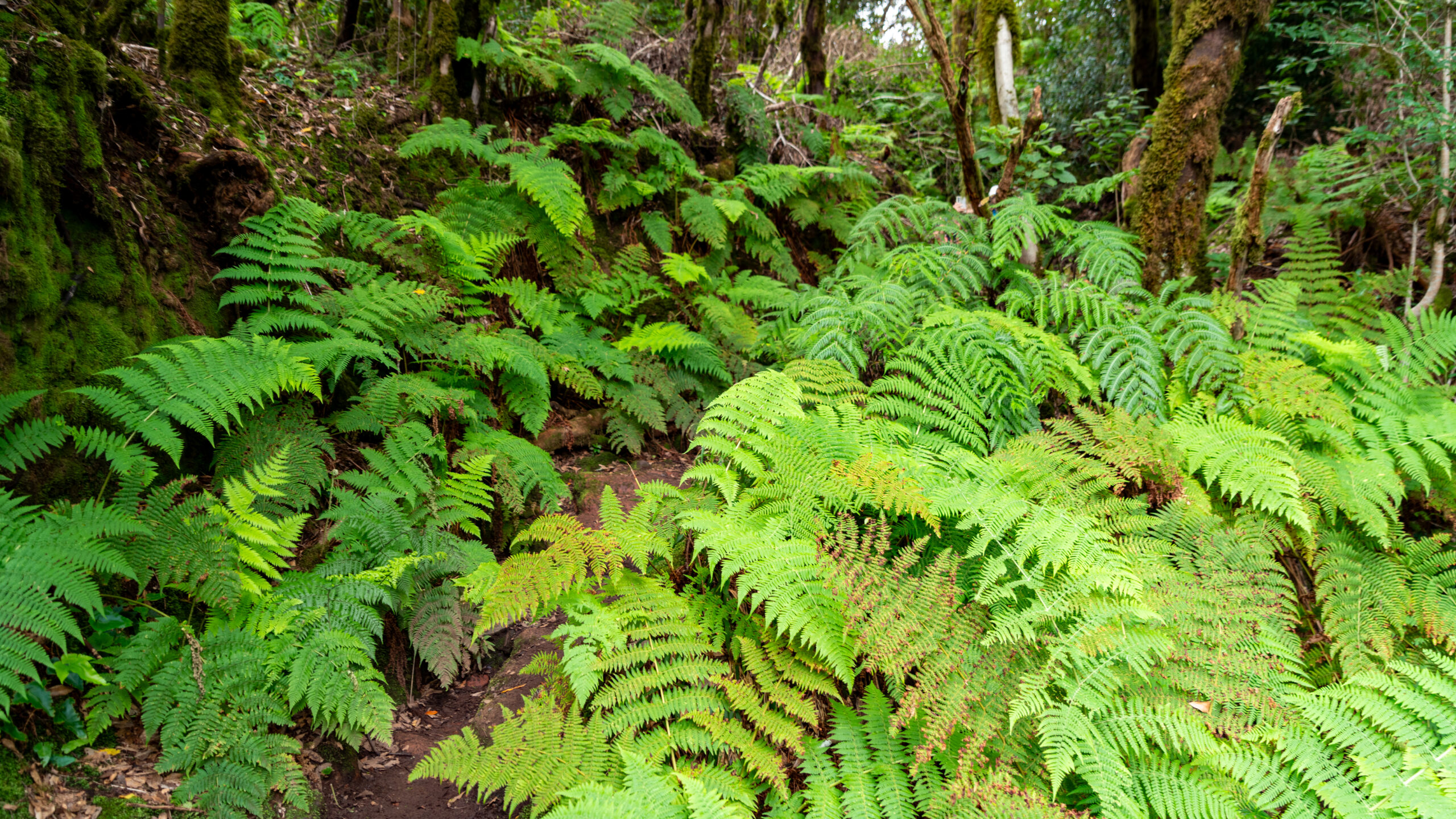 The lush fern-filled forest floor of Anaga, where abundant moisture supports dense vegetation beneath the towering canopy.