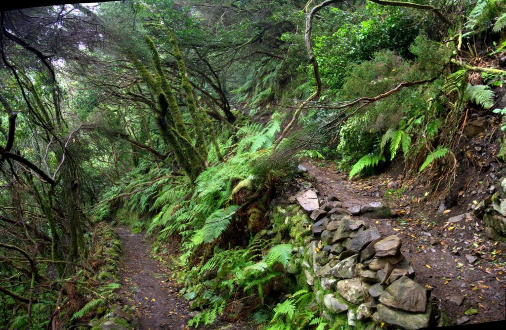 Anaga Forest