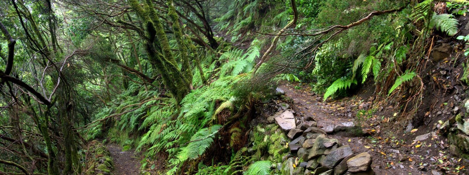 Lush forest trail with moss-covered trees, ferns, and a stone-lined path winding through dense green vegetation