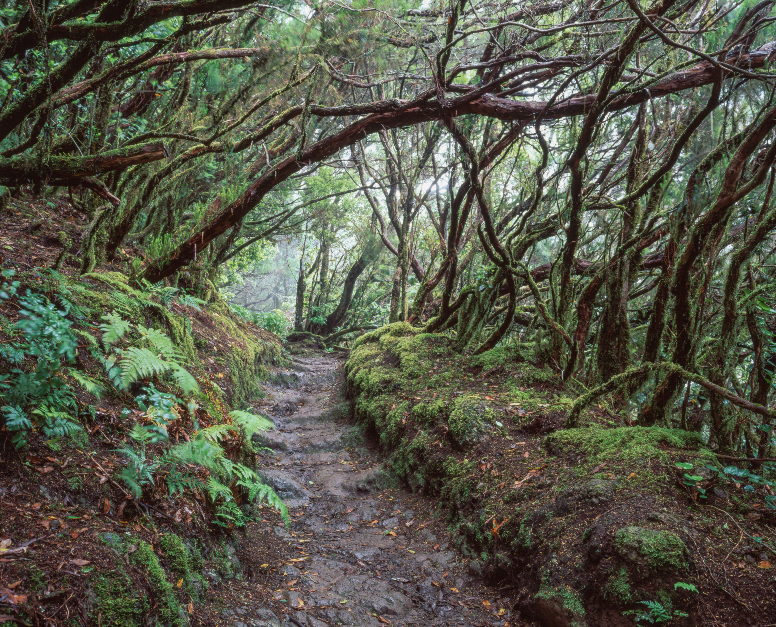 A verdant walking path winds through the ancient Anaga Forest, where twisted tree trunks and dense moss create an otherworldly woodland atmosphere.