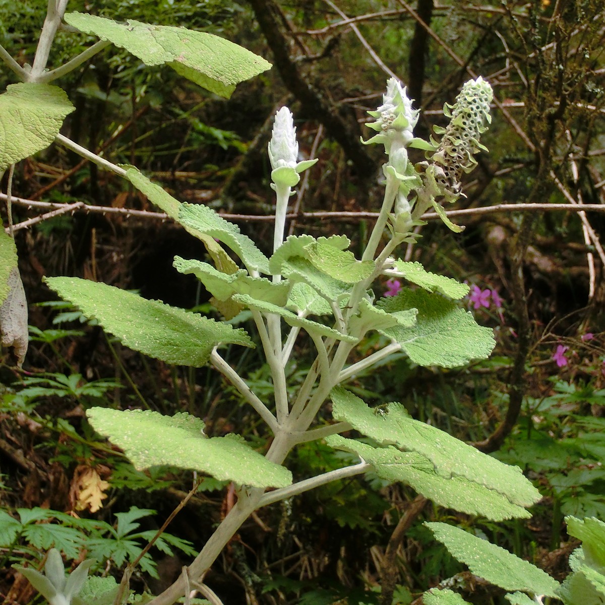 Native flora thrives in the lush Anaga Forest, where endemic plants and flowers grow among the dense subtropical vegetation.