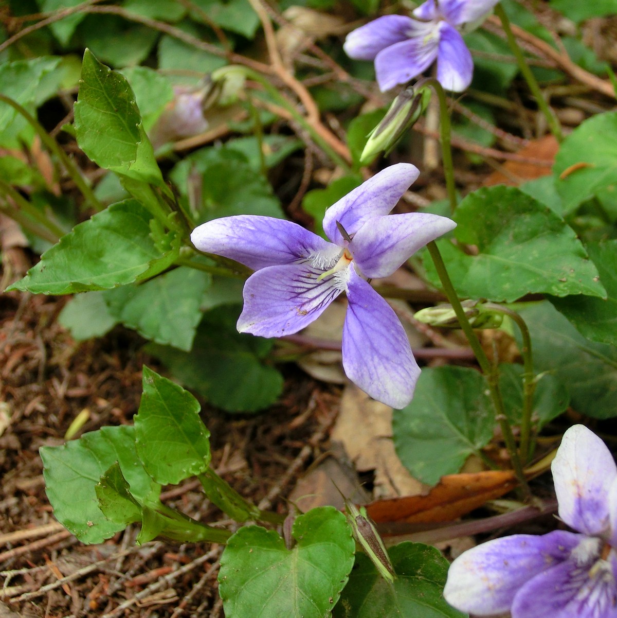 Delicate alpine violets bloom among the lush undergrowth of Anaga Forest's native vegetation.