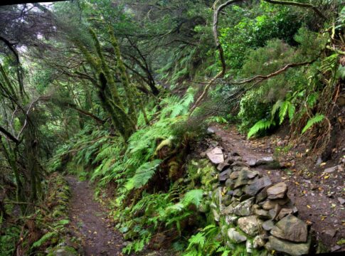 Anaga Forest