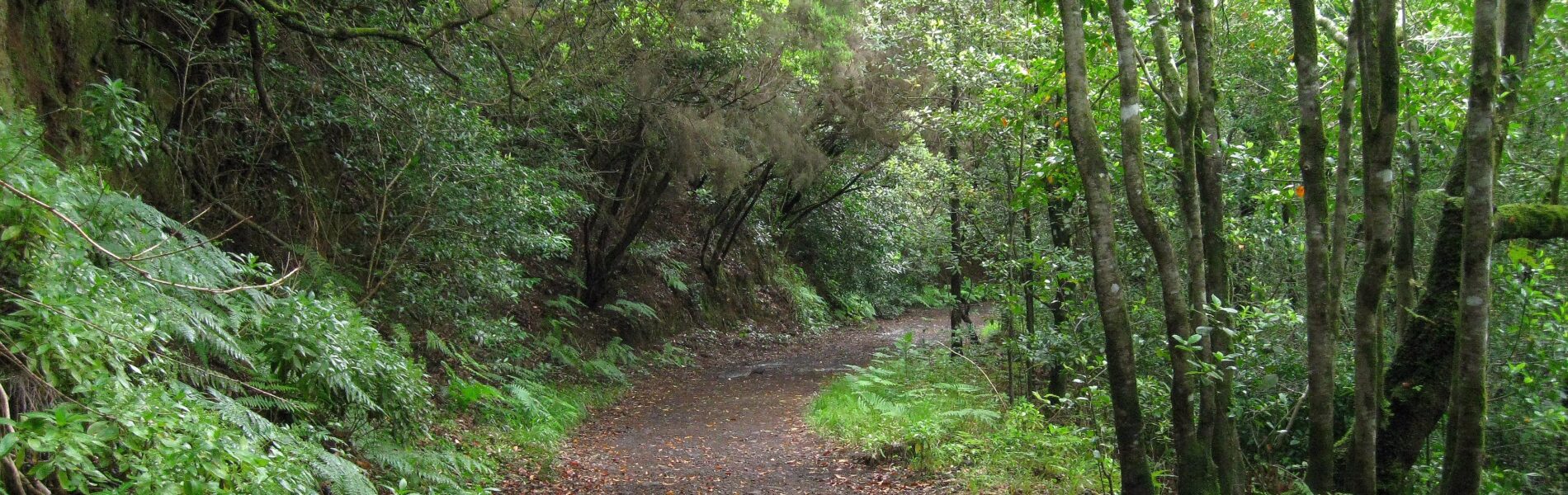 A shaded forest path with reddish-brown leaf litter, bordered by tall straight trees and fern-covered slopes on the left