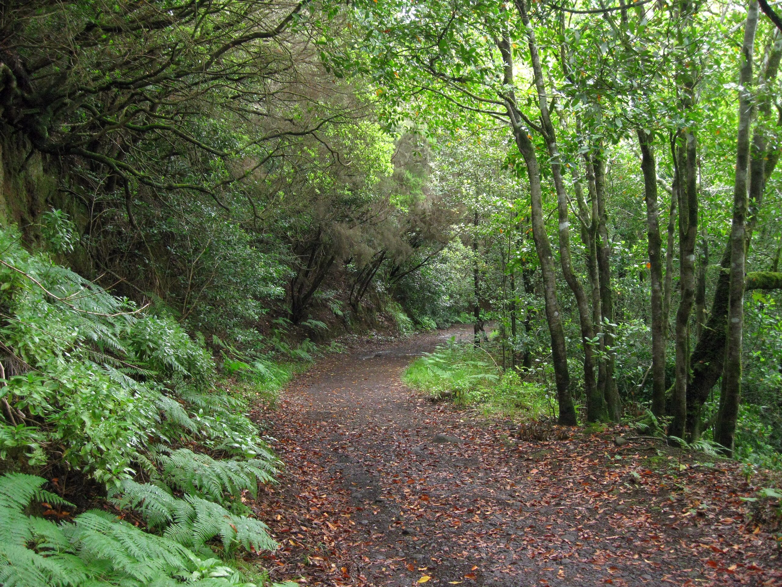 A tranquil woodland trail through the lush forest of Anaga Rural Park, where native trees create a cool, shaded canopy overhead.