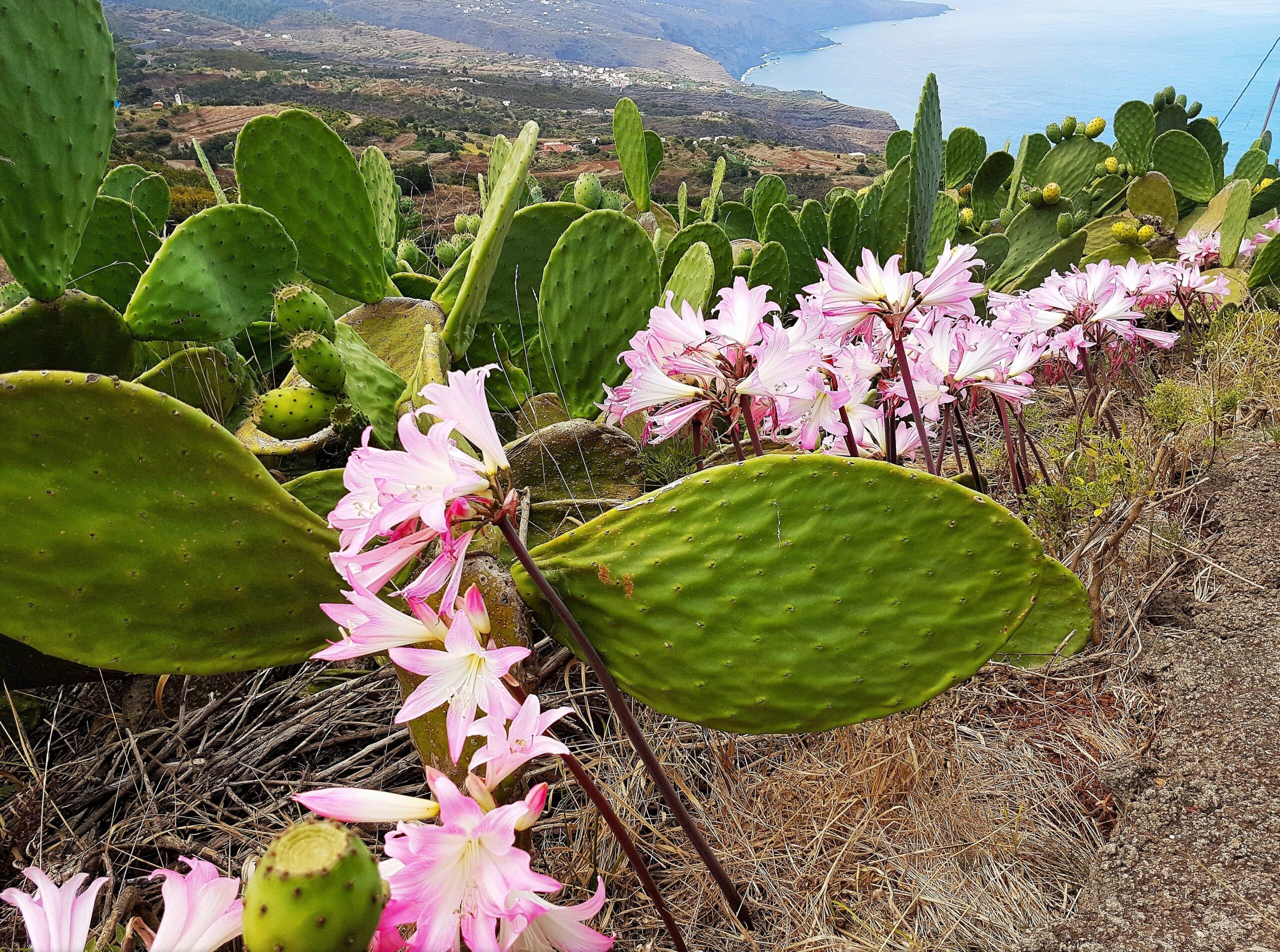 Prickly pear cacti in bloom on the Barlovento Coast offer views across La Palma's lush northern slopes to the Atlantic.