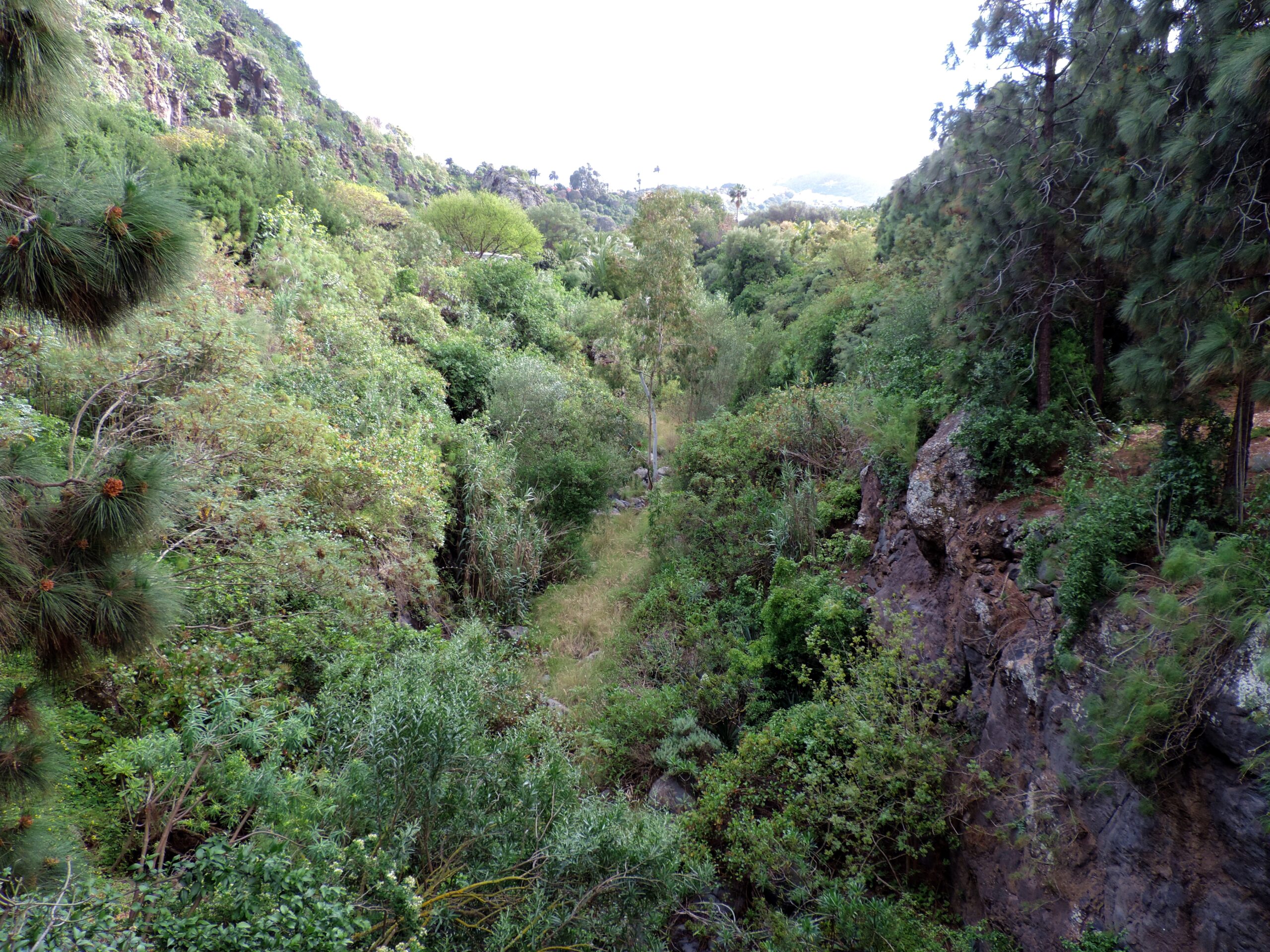 The verdant Barranco de Guiniguada ravine displays the rich endemic vegetation and volcanic geology characteristic of Gran Canaria's interior valleys.