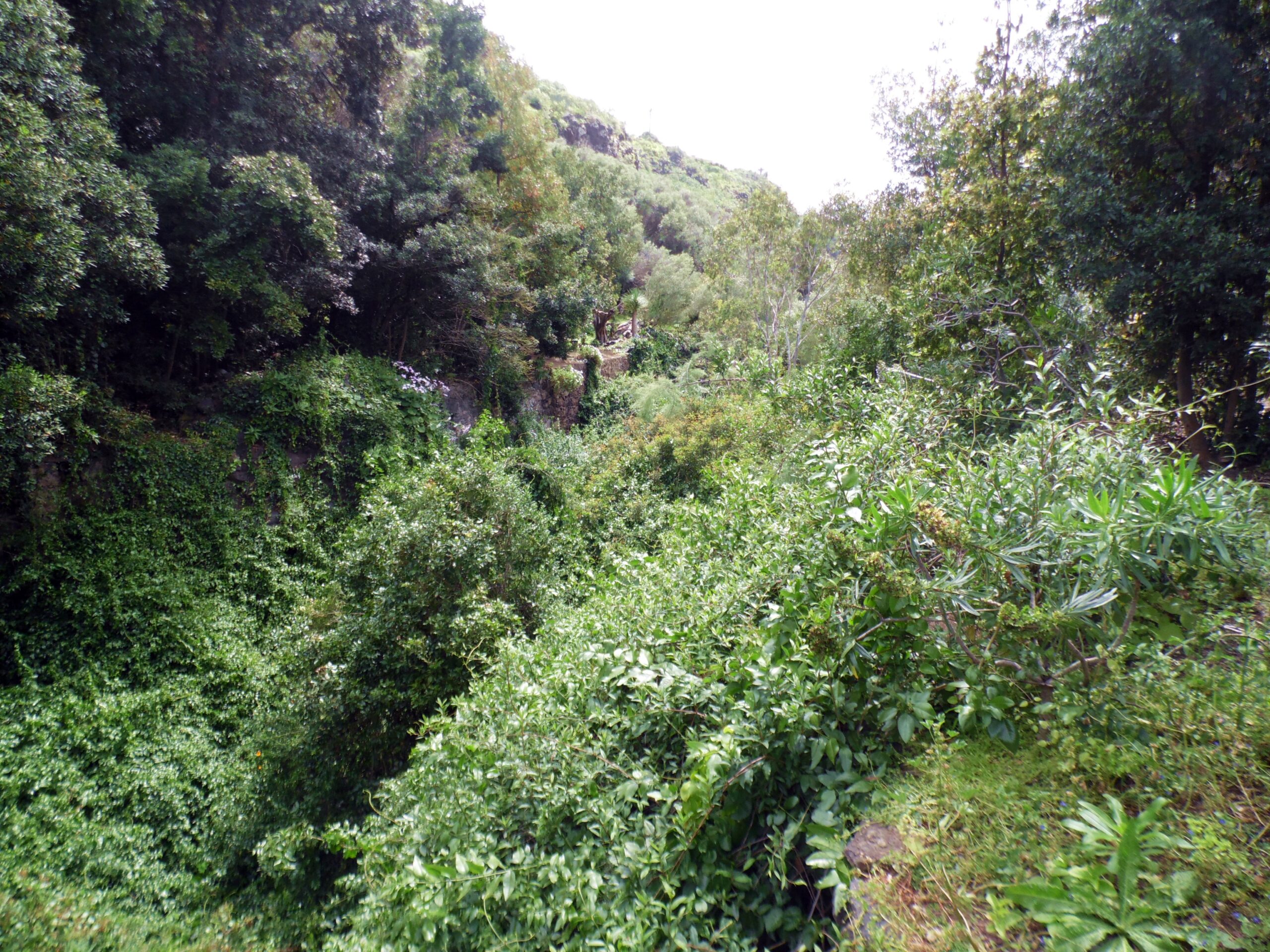 The Barranco de Guiniguada ravine features lush vegetation and steep rocky walls typical of Gran Canaria's natural landscape.