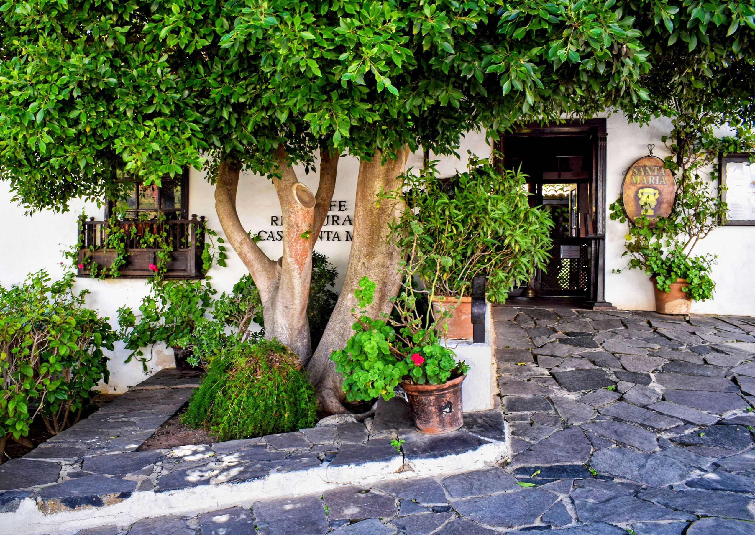 A traditional whitewashed house in Betancuria's old town, sheltered by a mature tree and framed by lush green foliage.