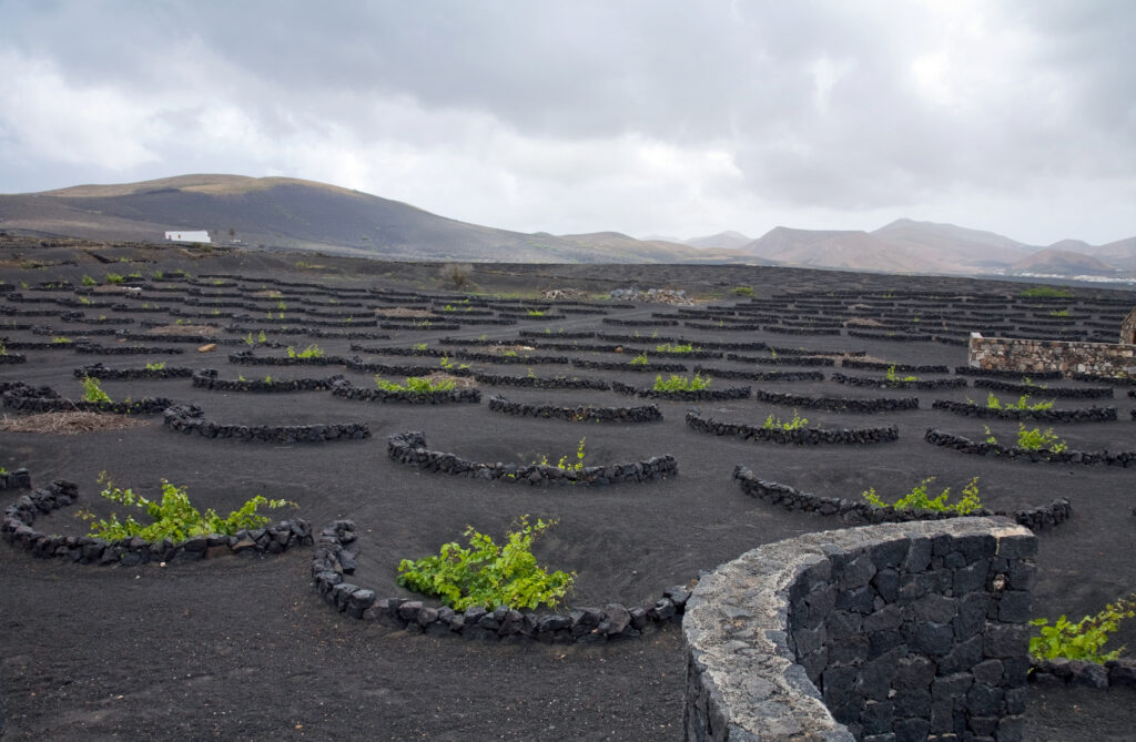 Canarian wines (DO regions)