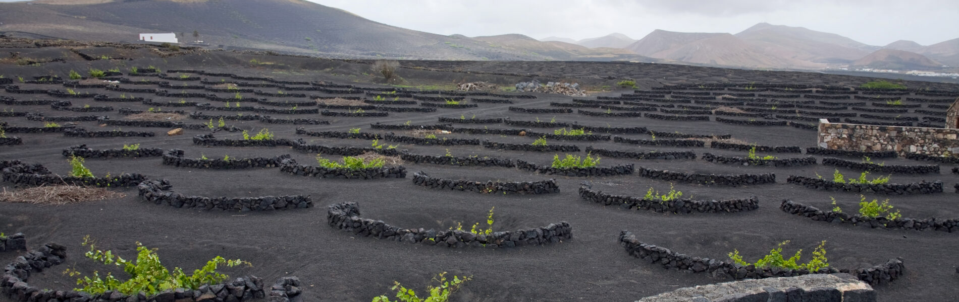 Volcanic terrain with low stone walls encircling green grapevines in dark soil, mountains in background under cloudy sky.
