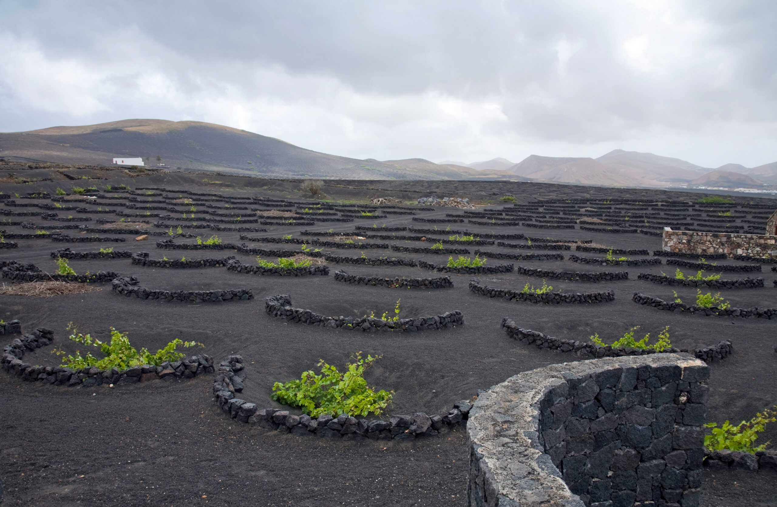 Traditional semicircular stone walls protect grapevines from wind in the distinctive volcanic landscape of Lanzarote's wine region.