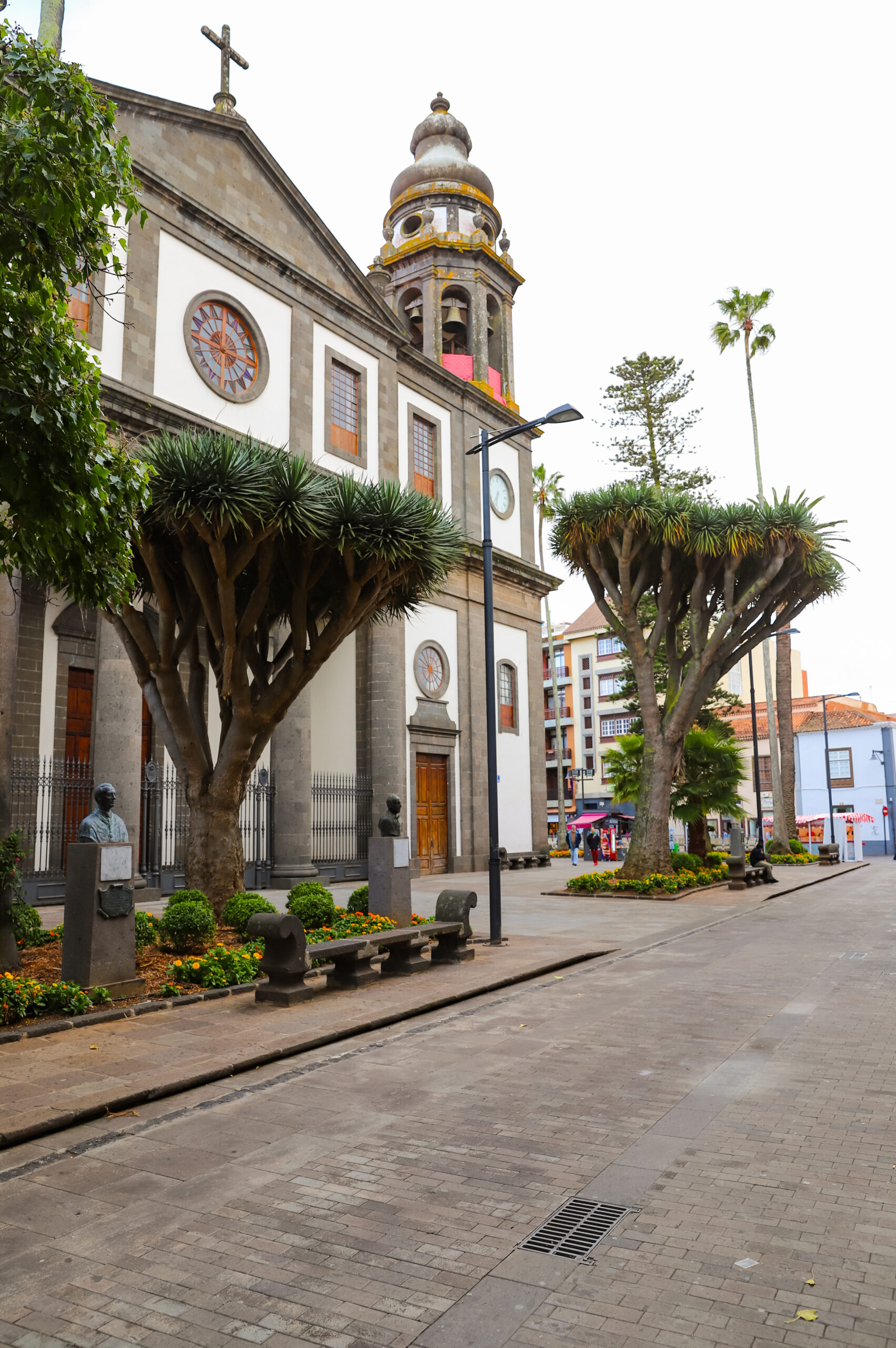Colonial church with golden dome and cross, flanked by large dragon trees, in paved plaza with modern buildings behind
