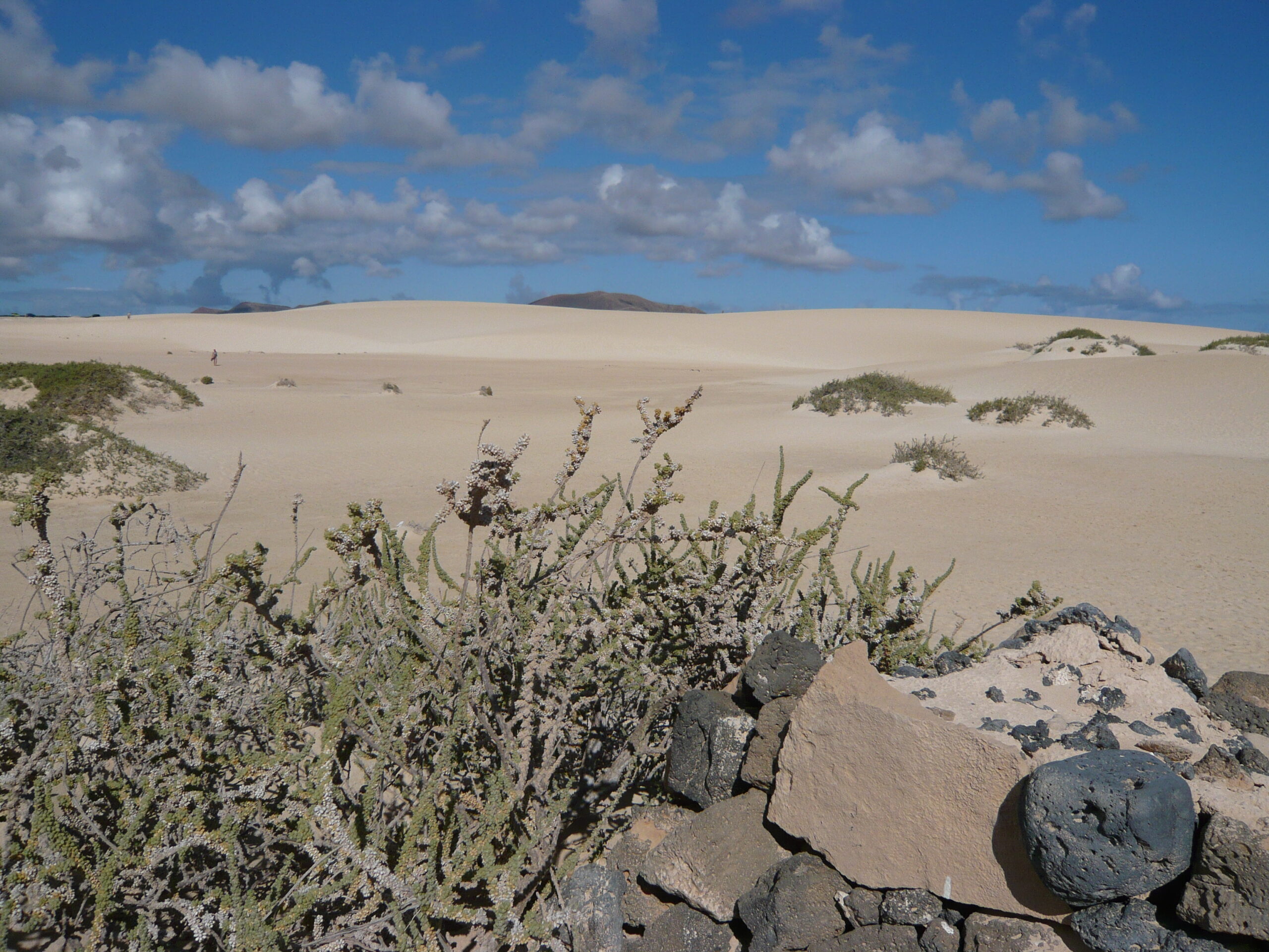 The Corralejo Dunes stretch across Fuerteventura's northern coast, featuring golden sand, hardy desert plants, and views toward neighboring islands.