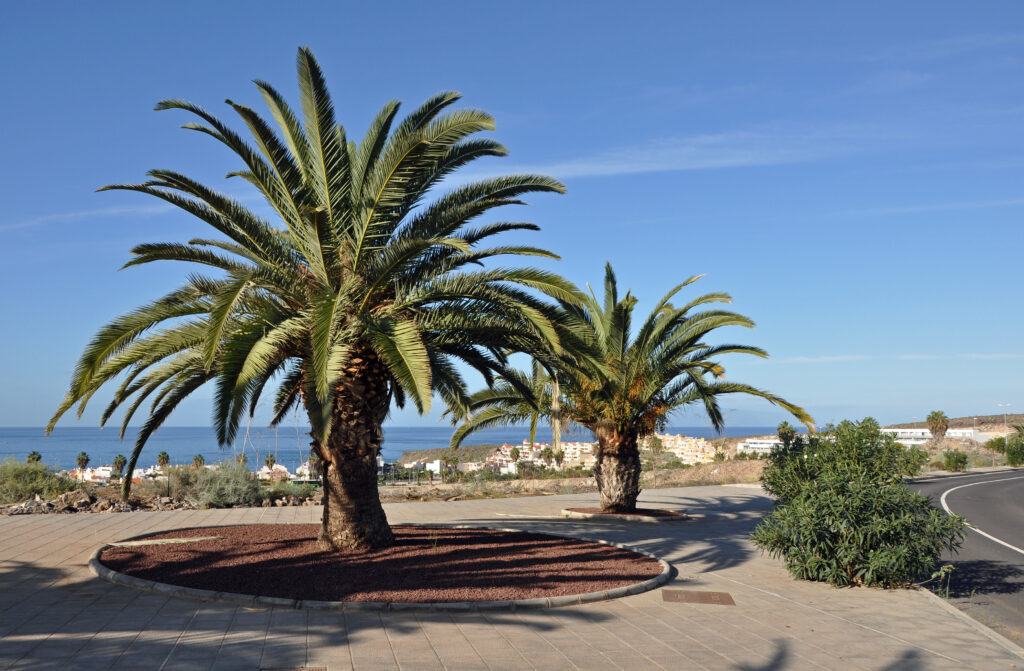 Costa Adeje Coastwalk