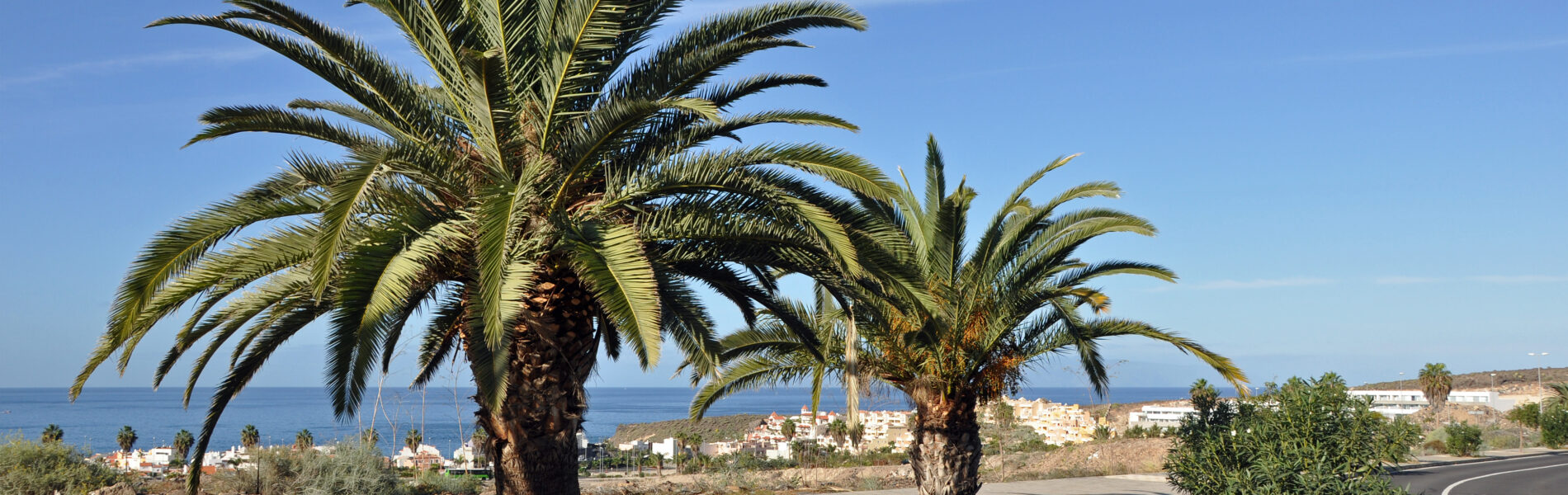 Two mature date palms in circular mulched beds on a paved promenade overlooking the ocean and coastal town.