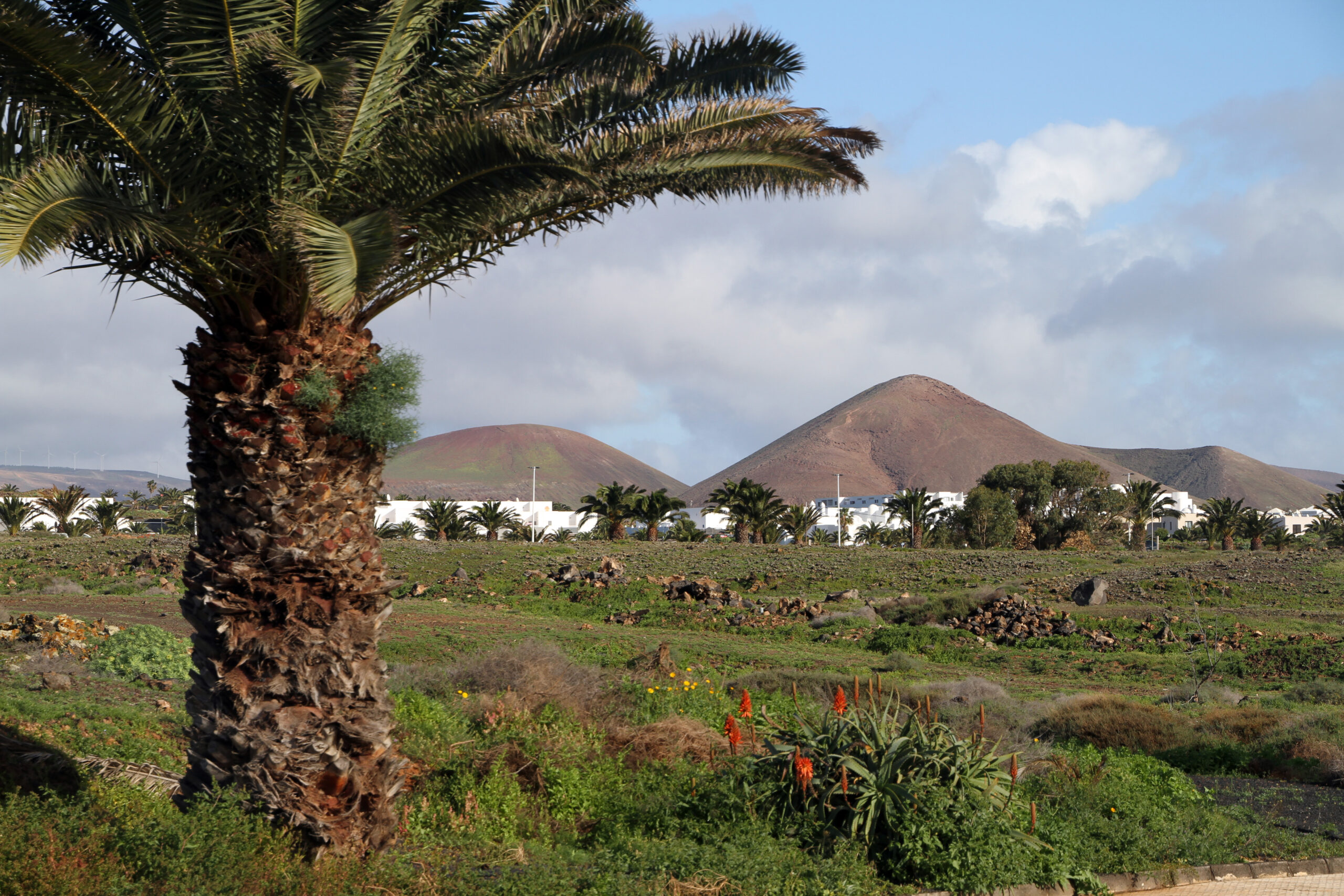 The distinctive volcanic landscape of Lanzarote, with palm trees and traditional white-washed buildings framing the island's characteristic cinder cones.
