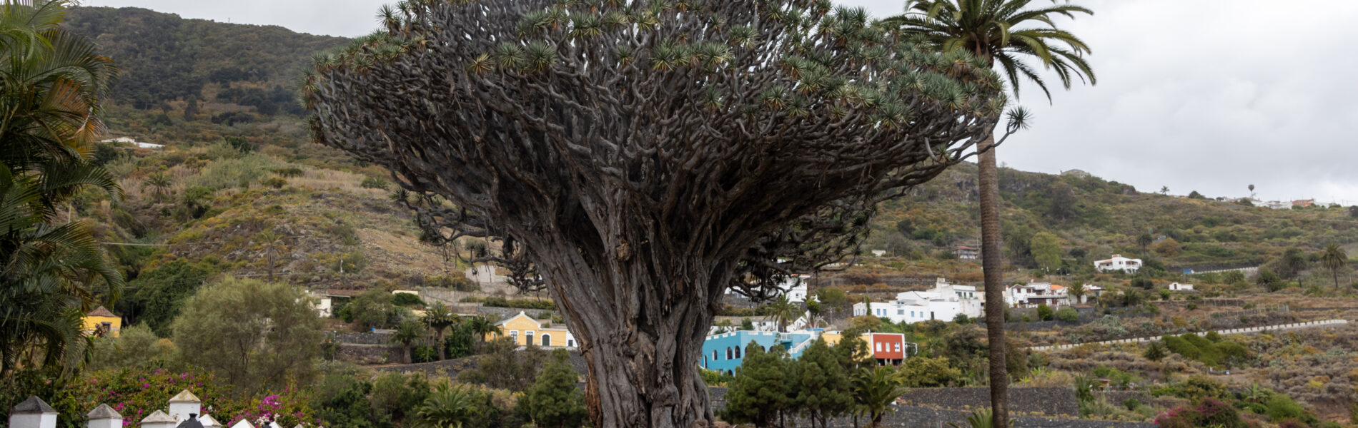 Ancient dragon tree with massive gnarled trunk and canopy spreading over white-walled grounds, surrounded by palm trees and volcanic landscape with scattered houses below.