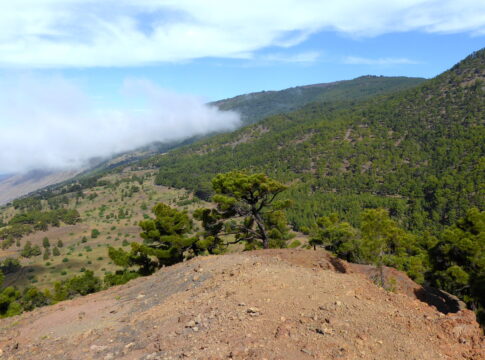 El Pinar Forest