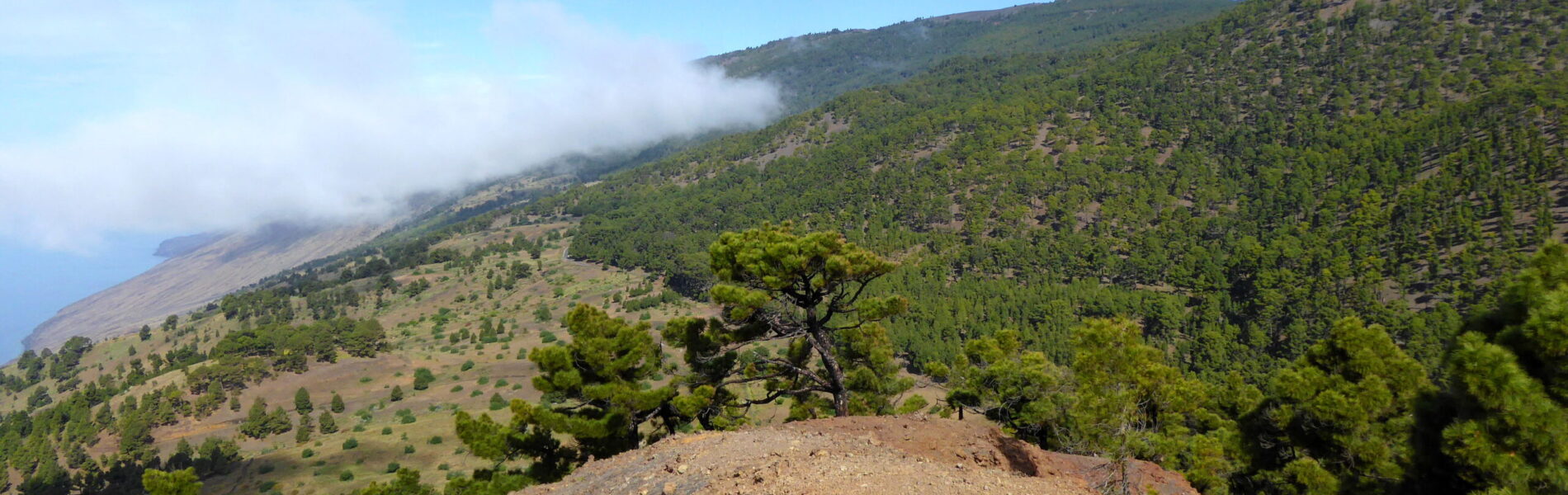 Mountainous landscape with dense pine forest on slopes, rocky volcanic terrain in foreground, sea visible below, mist clinging to upper ridges.