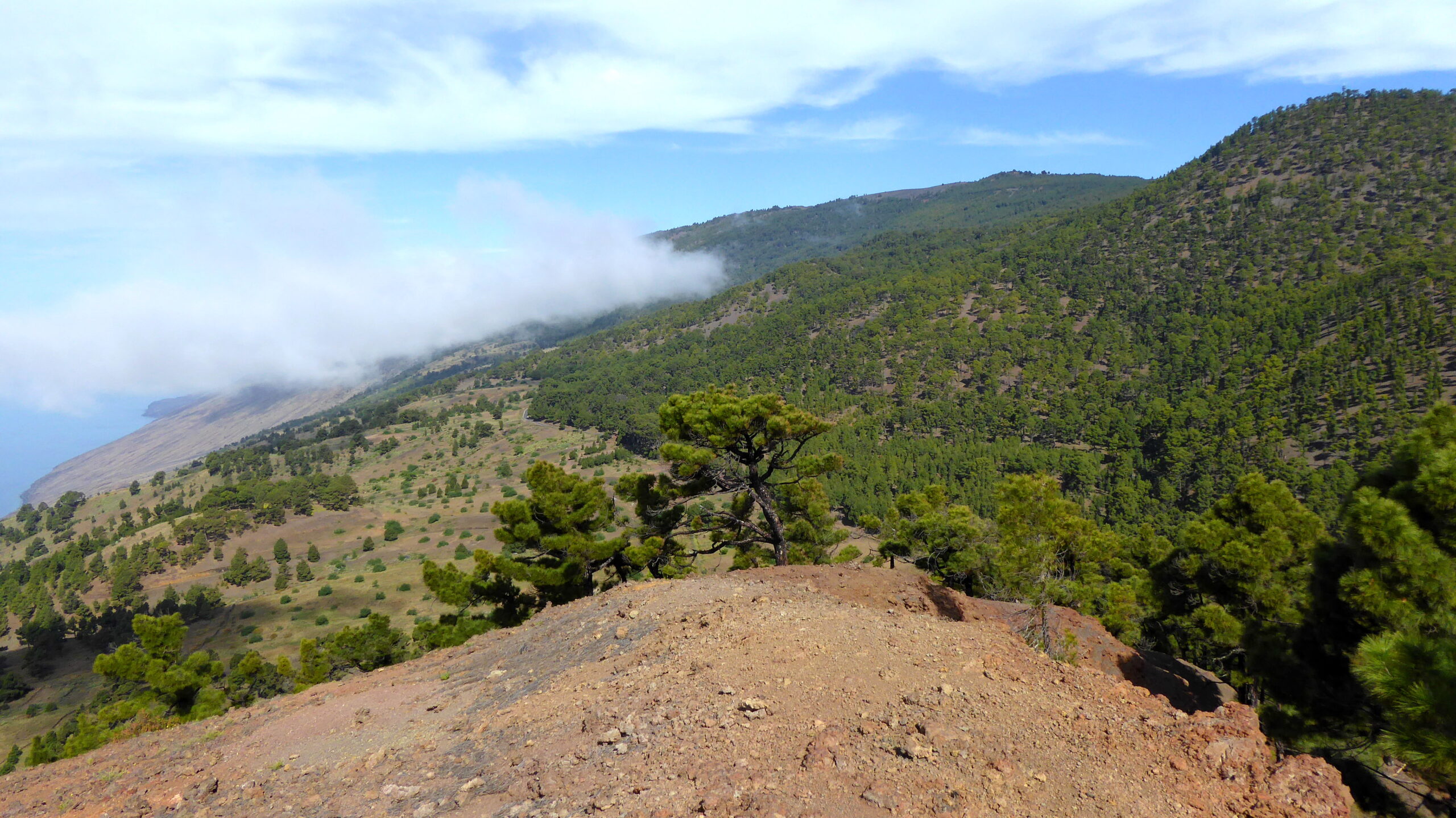 El Pinar Forest blankets the volcanic slopes of El Hierro, with Canary Island pine trees thriving on the mountainside above the coastal waters.