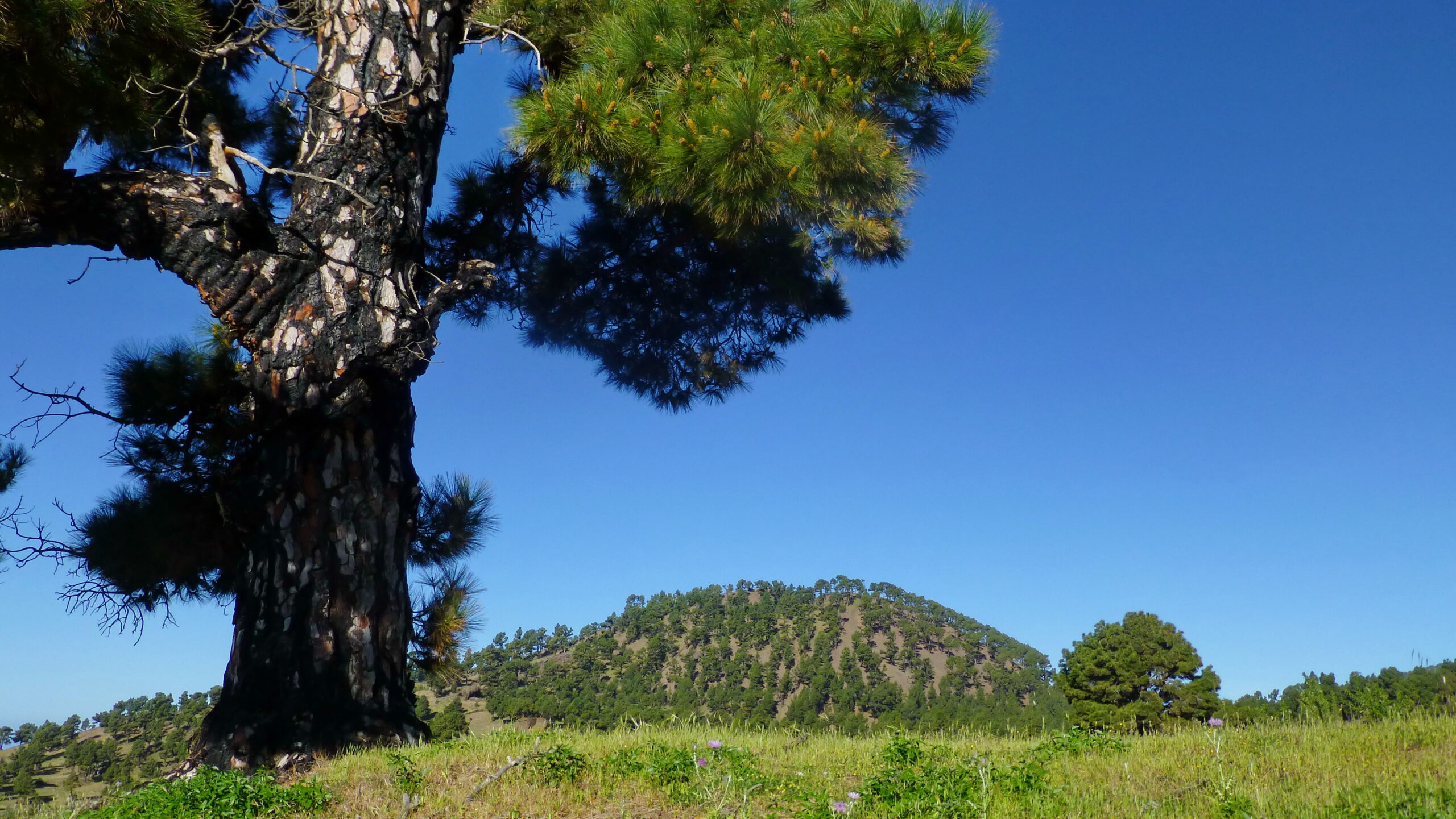A venerable Canary Island pine stands in El Pinar Forest, its characteristic twisted form and dense needles typical of El Hierro's native woodland.