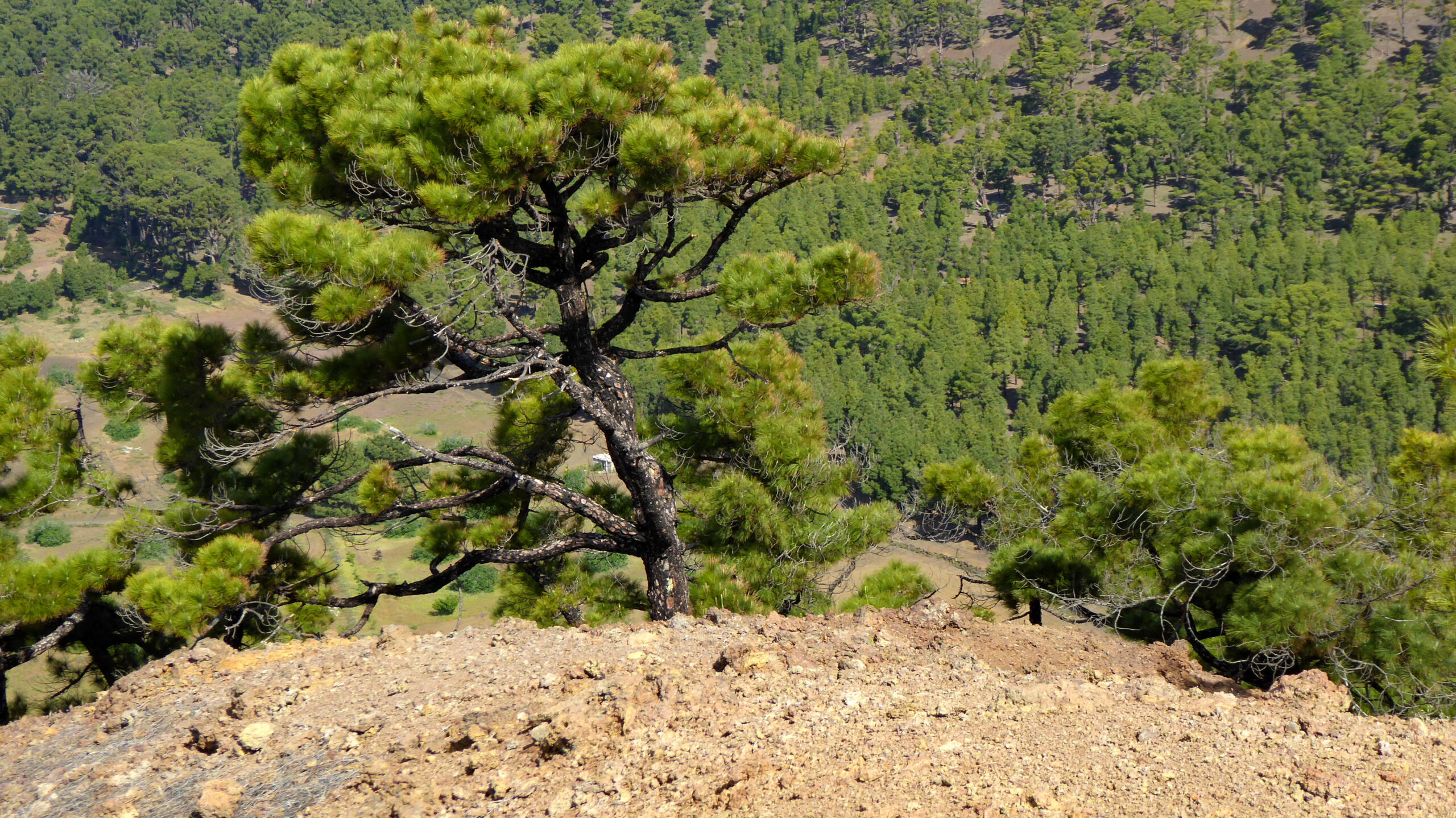 An ancient Canary Island pine tree thrives in the volcanic landscape of El Pinar Forest on El Hierro.
