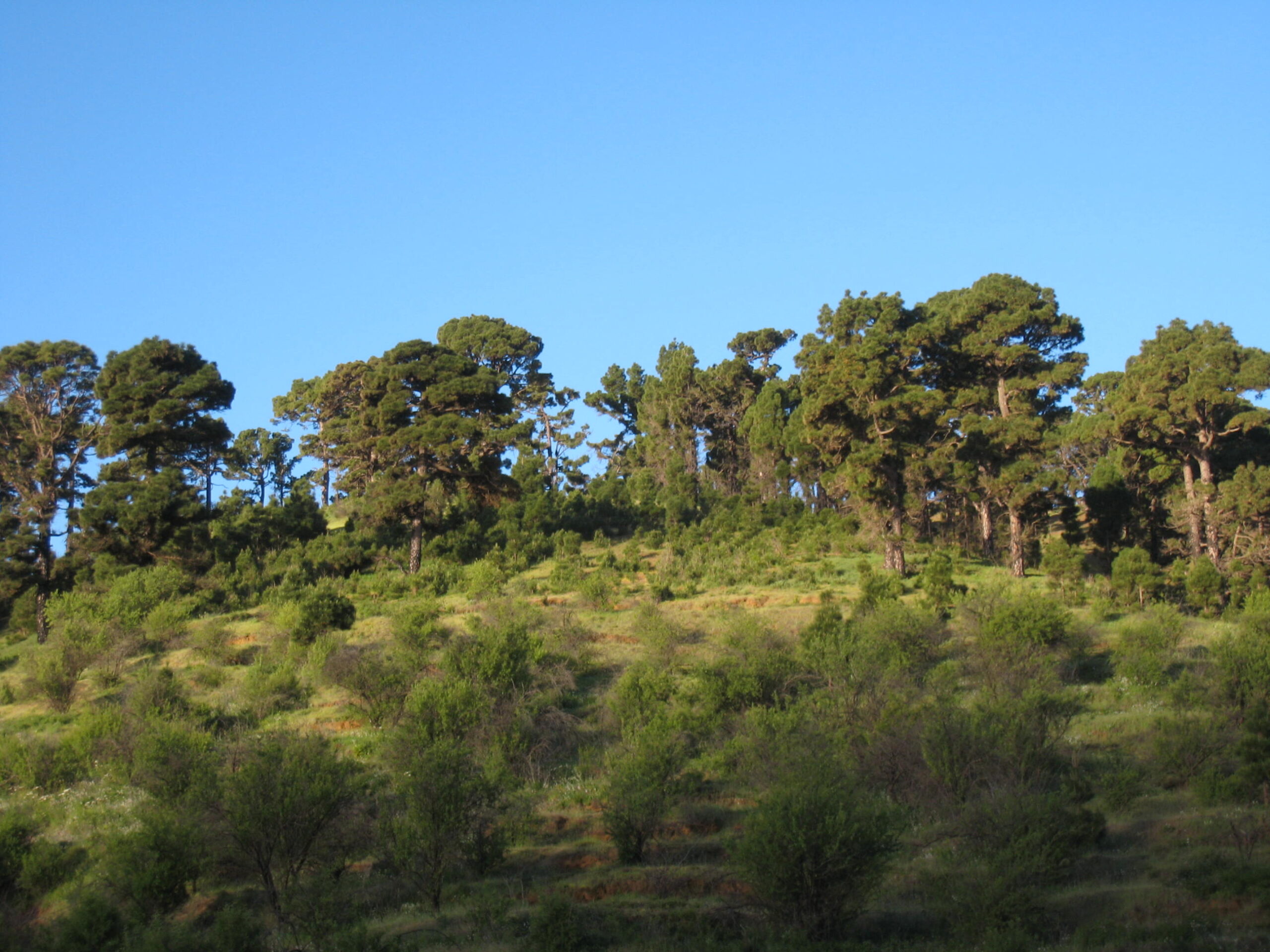 El Pinar Forest on El Hierro features distinctive Canary Island pine trees dotting the gently sloping terrain amid endemic scrubland.