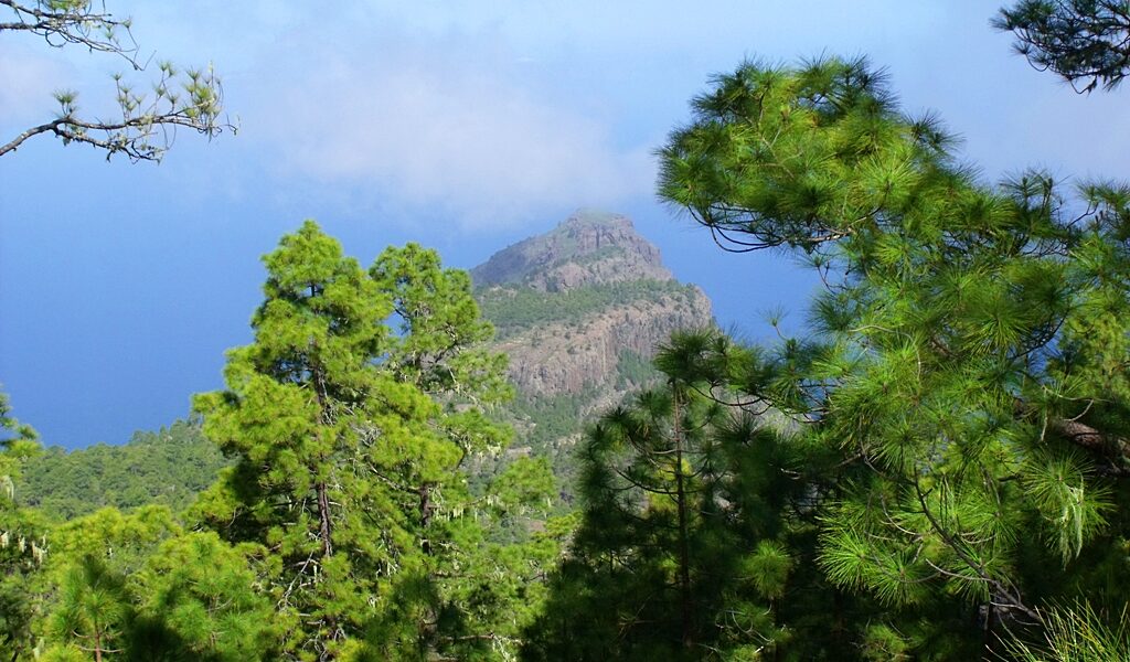 Rocky mountain peak framed by tall pine trees with bright green foliage against clear blue sky and ocean horizon