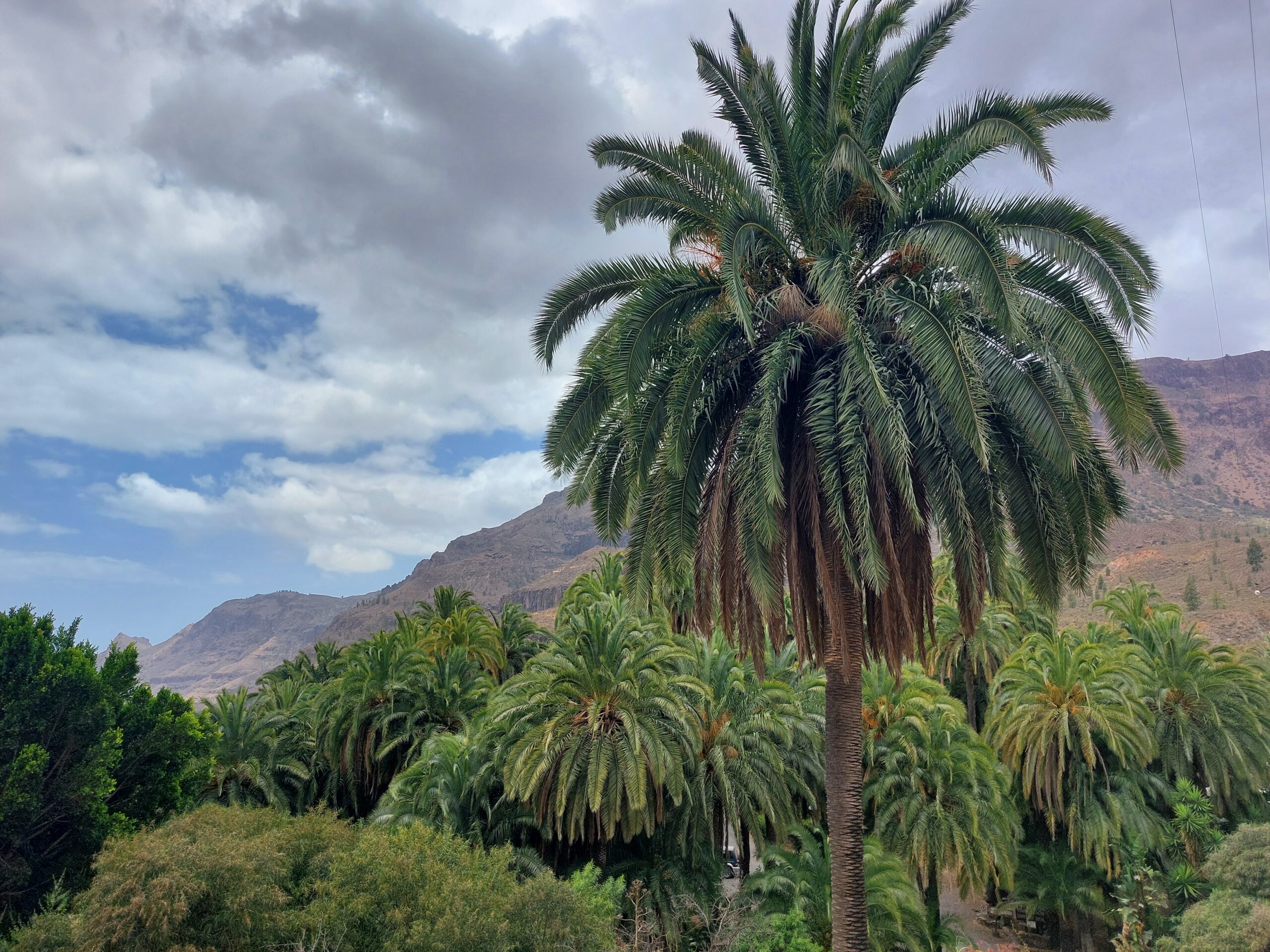 A mature date palm towers over the verdant valley of Fataga, where tropical vegetation thrives beneath the dramatic volcanic slopes of Gran Canaria's southern highlands.