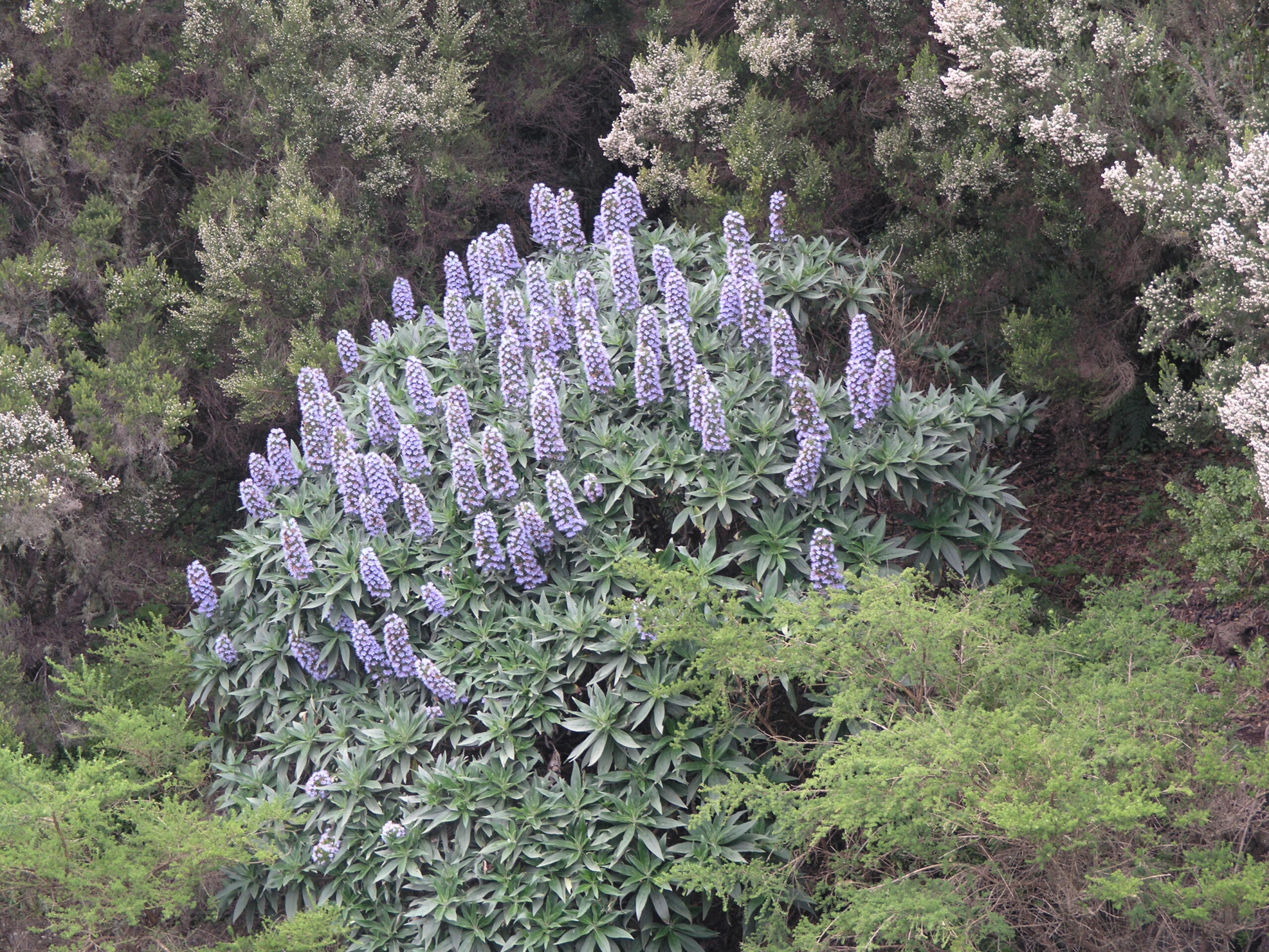 Endemic flora flourishes in Garajonay's cloud forest, where purple flowering plants thrive among the lush vegetation.
