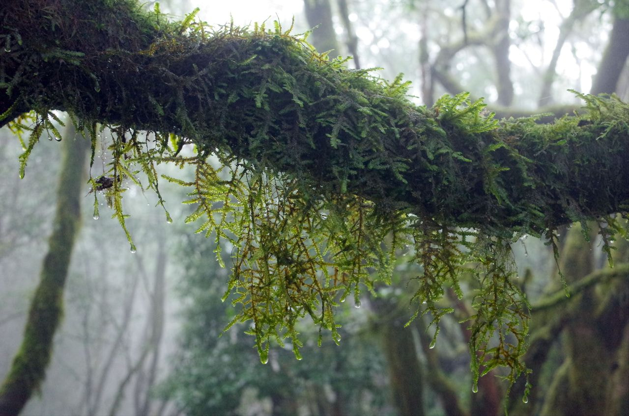 Lush moss and ferns thrive in the humid microclimate of Garajonay's ancient laurel forest, where constant mist sustains dense vegetation.