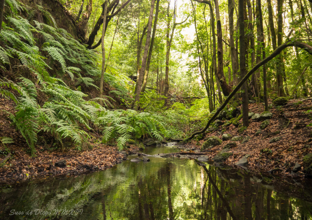 Garajonay National Park
