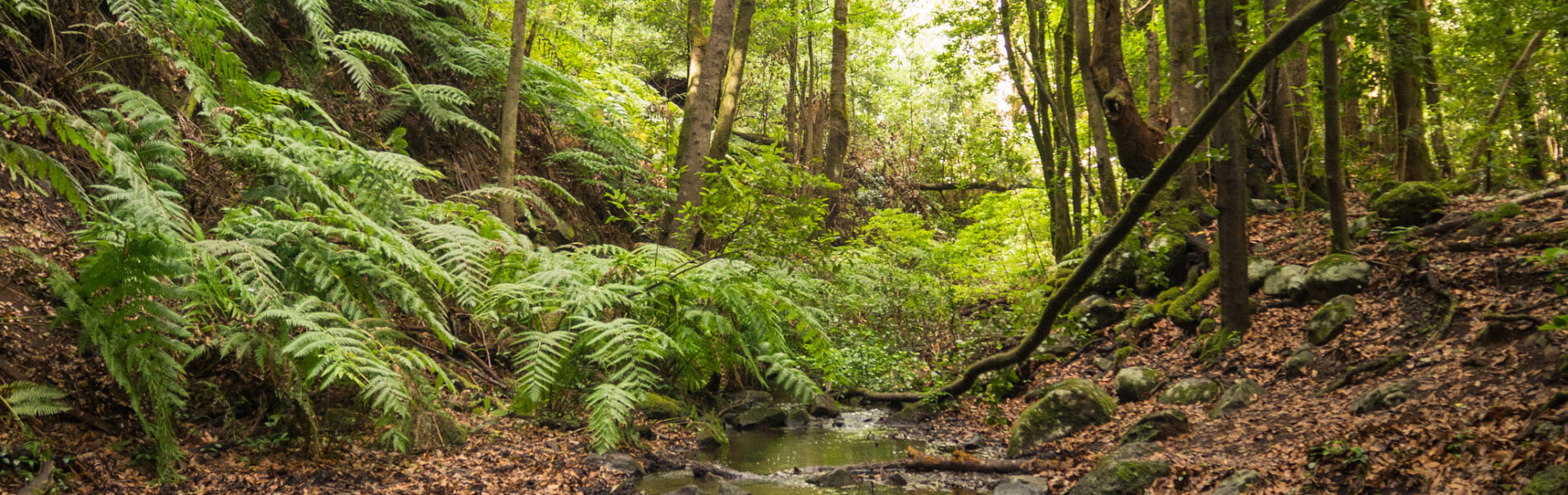 Lush laurel forest with tall straight trees, ferns on the left slope, and a calm stream reflecting green foliage.