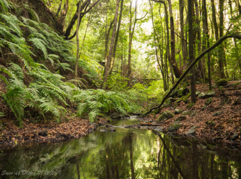 Garajonay National Park