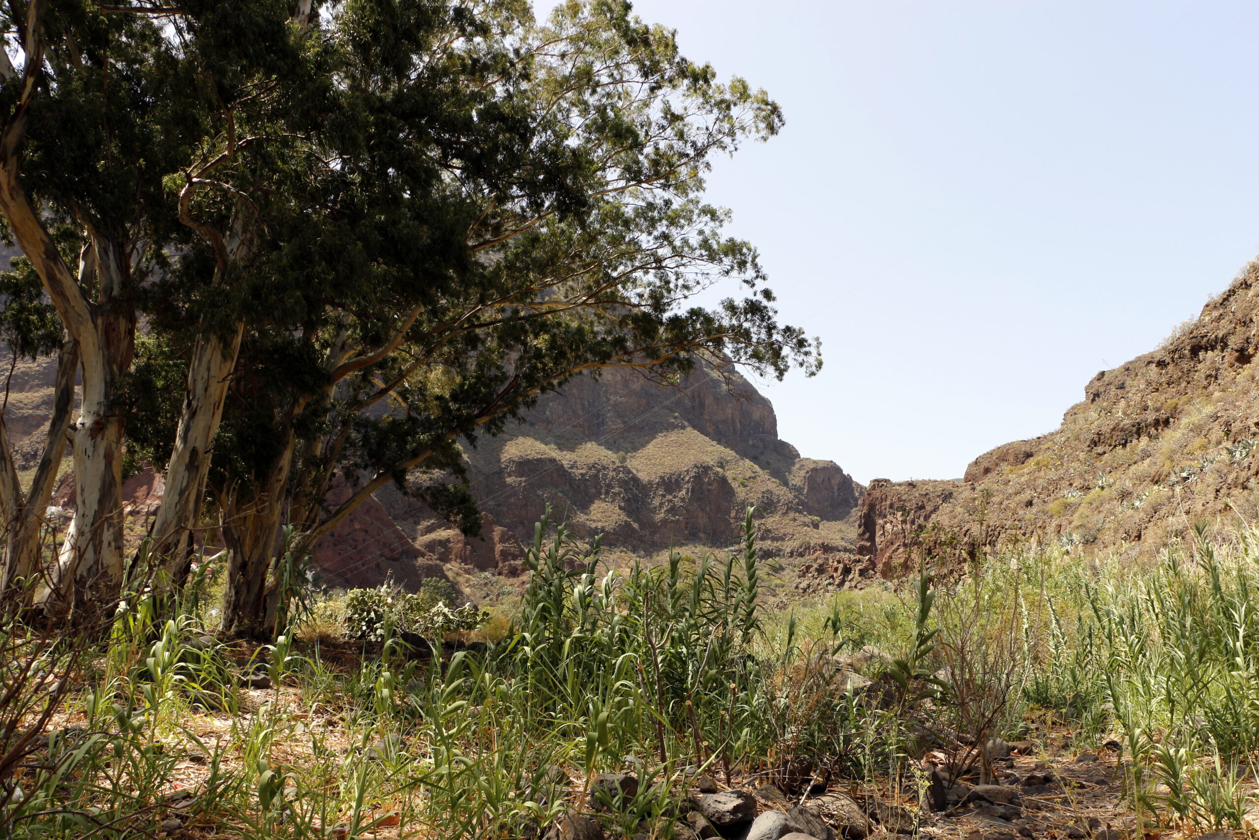 The verdant depths of Guayadeque Ravine showcase the dramatic contrast between cultivated crops and the volcanic terrain surrounding this fertile canyon.