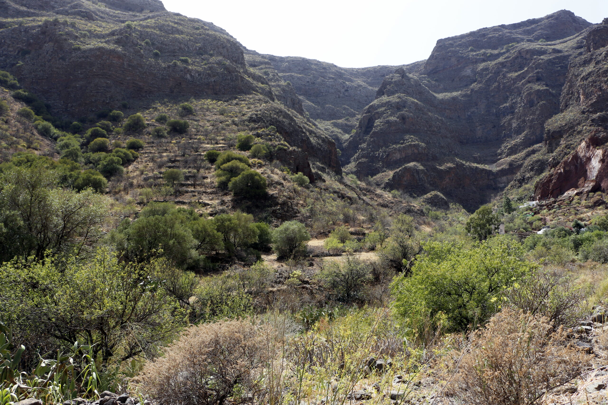 Guayadeque Ravine cuts a dramatic gorge through Gran Canaria's interior, with vegetation clinging to its sandy floor and towering rock walls.
