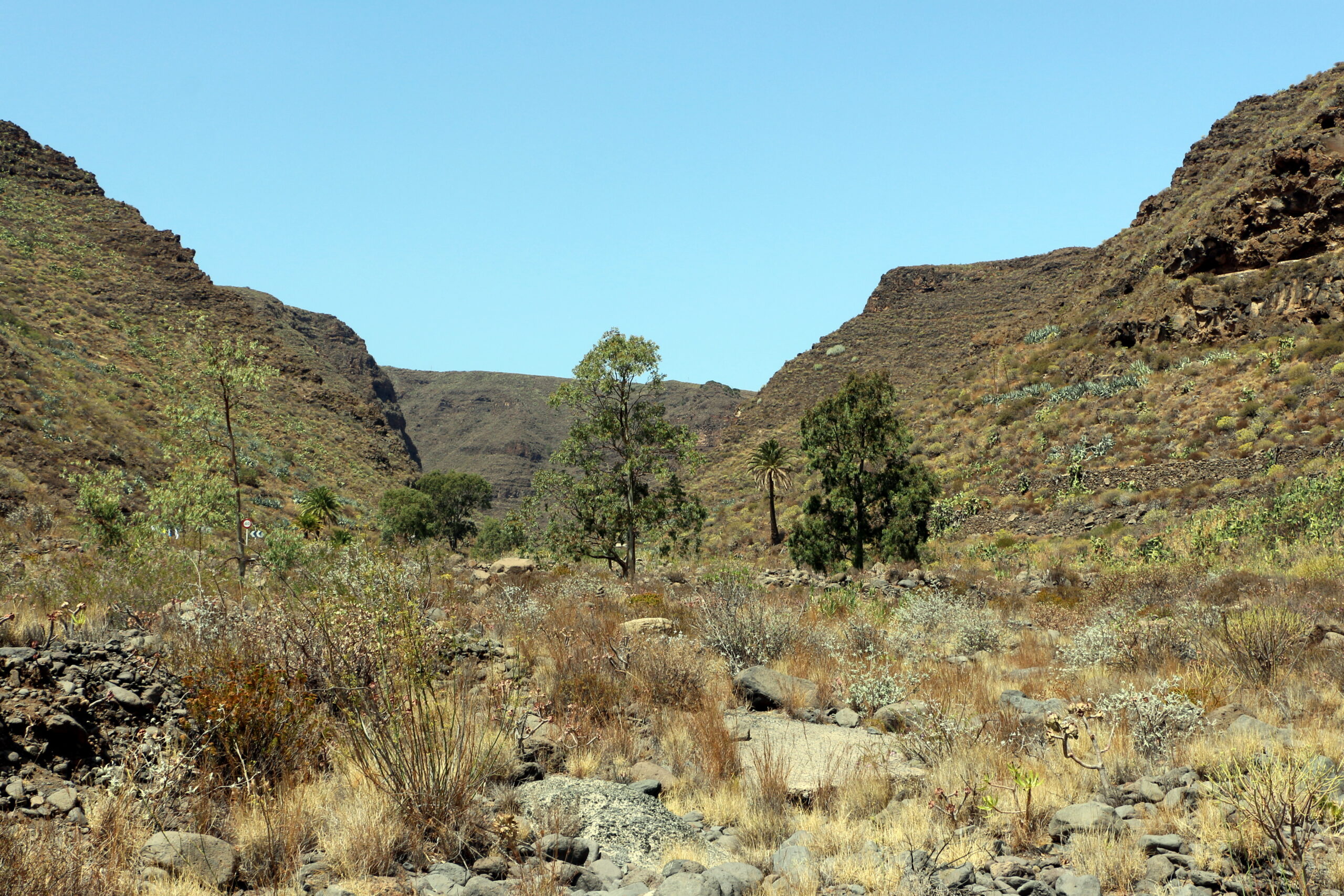 Guayadeque Ravine's dramatic rocky gorge features scattered vegetation adapted to the island's semi-arid climate.