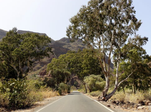 Guayadeque Ravine