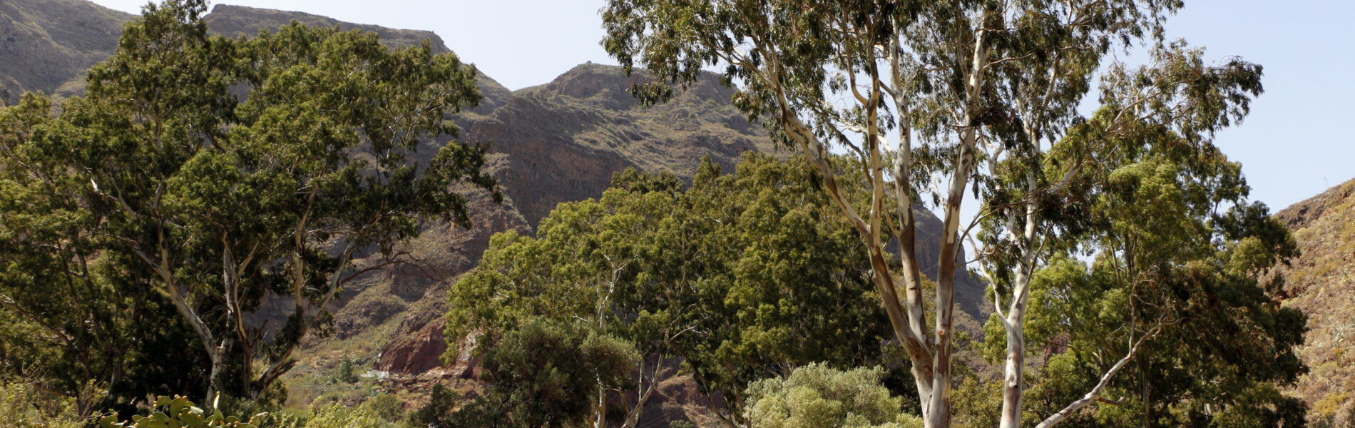 Straight asphalt road lined with tall eucalyptus trees, brown rocky mountains visible in the background under clear sky.