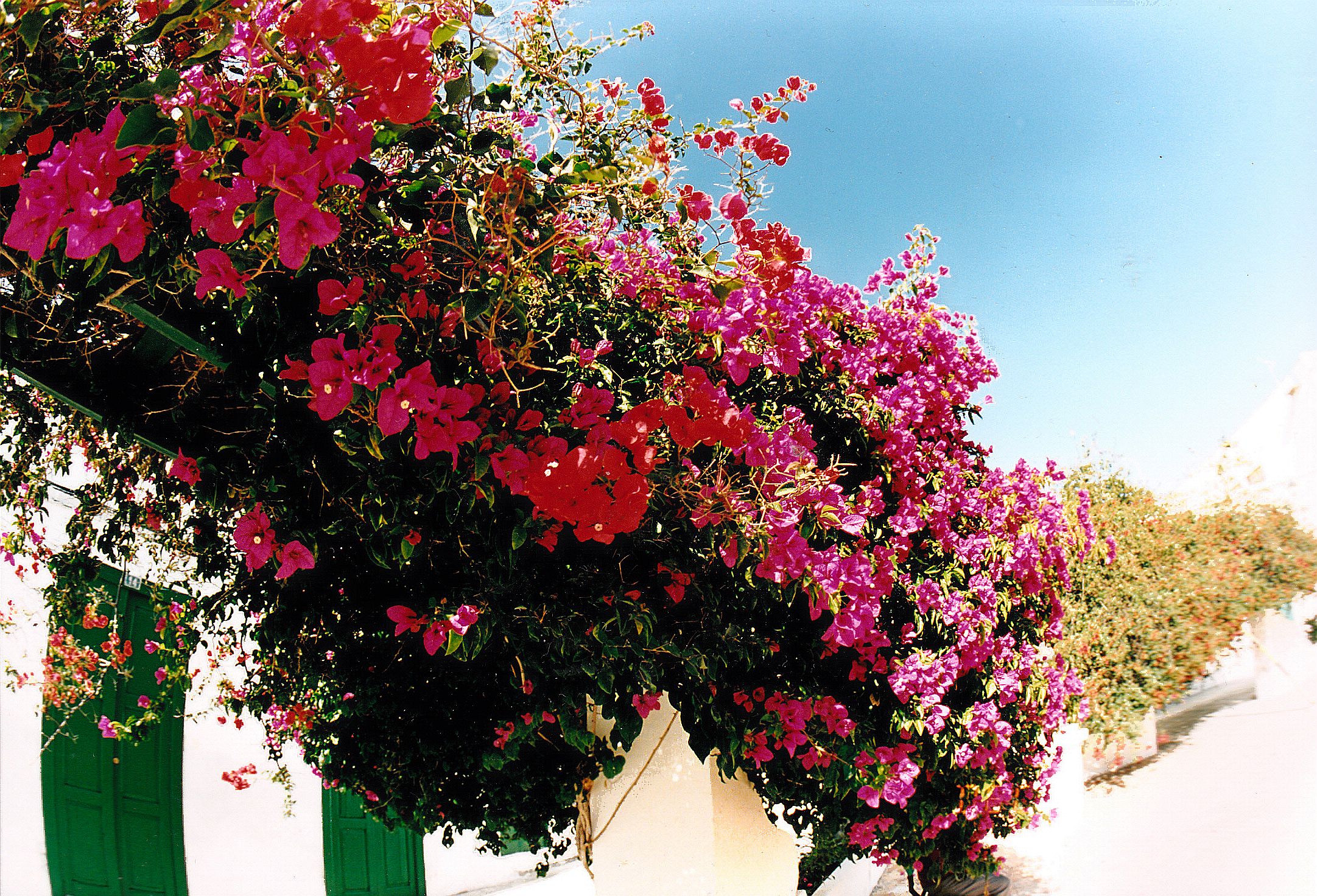 Bougainvillea in full bloom adorns the traditional whitewashed architecture typical of Haría village.