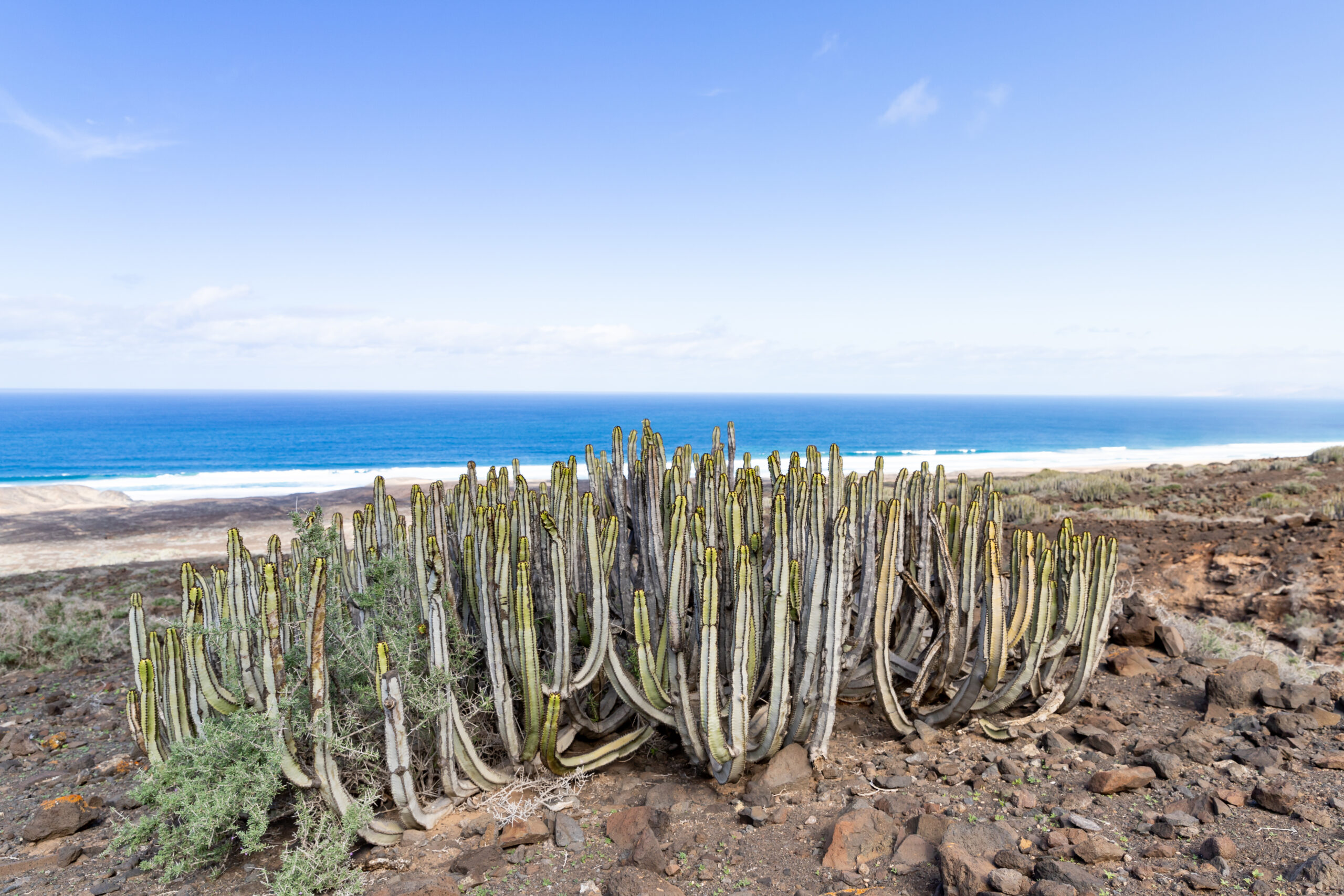 Endemic cardón cacti thrive in the arid landscape of Jandía Natural Park, with pristine beach and ocean views beyond.
