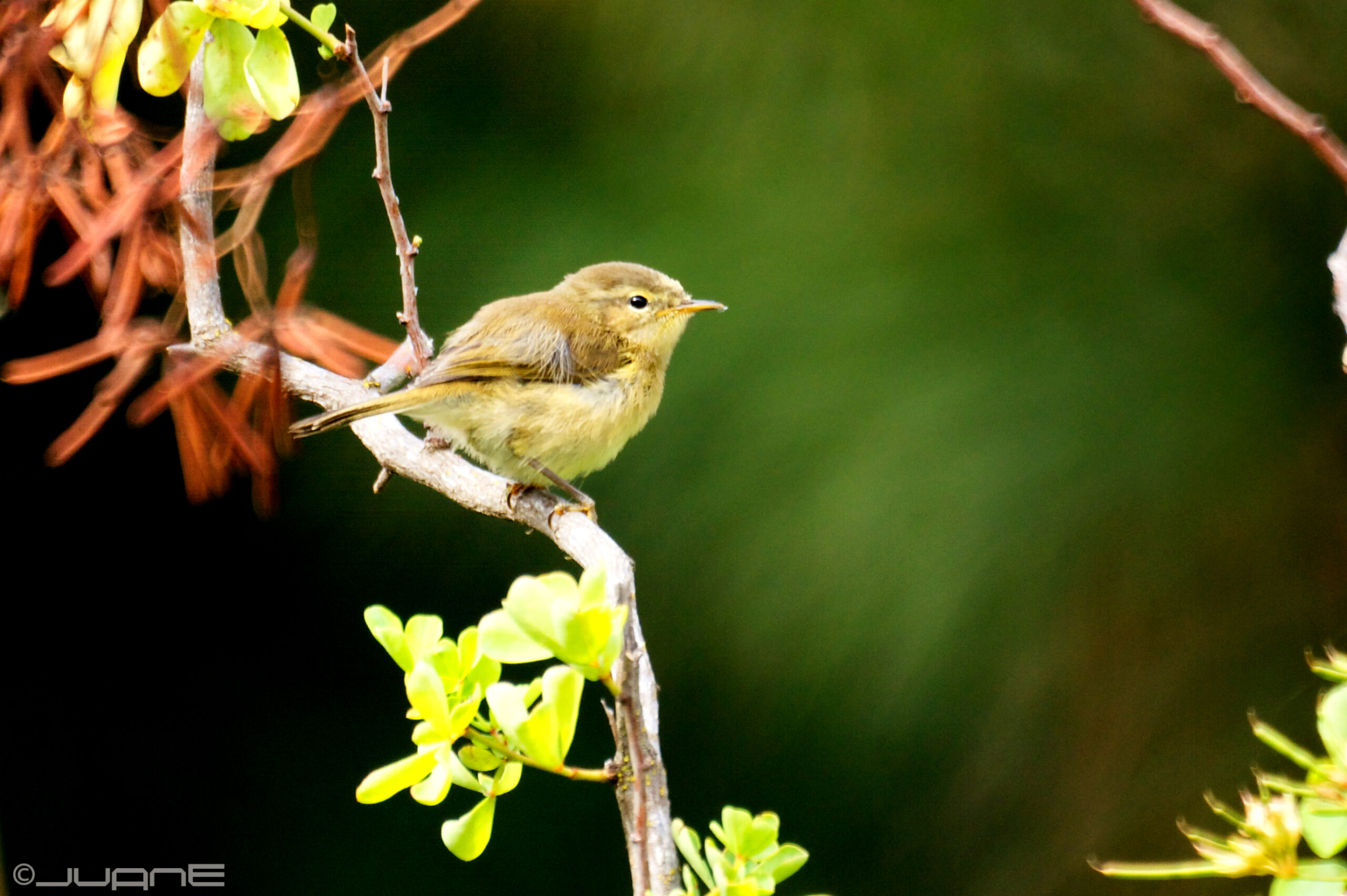 A native Canary Islands warbler rests among the flowering plants at Jardín Botánico Canario Viera y Clavijo.