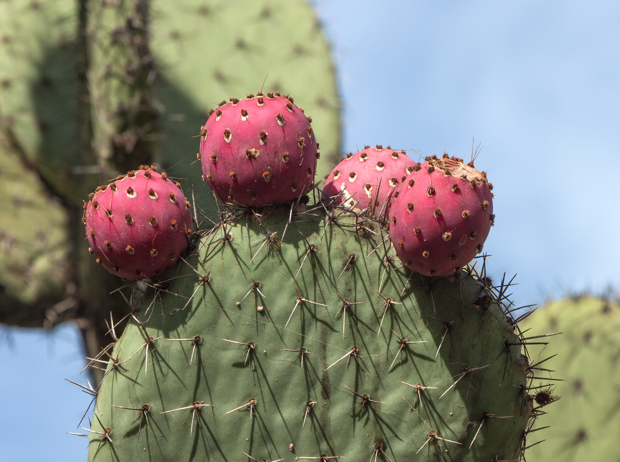 Vibrant magenta fruits of the prickly pear cactus, a native plant adapted to the Canary Islands' arid climate.
