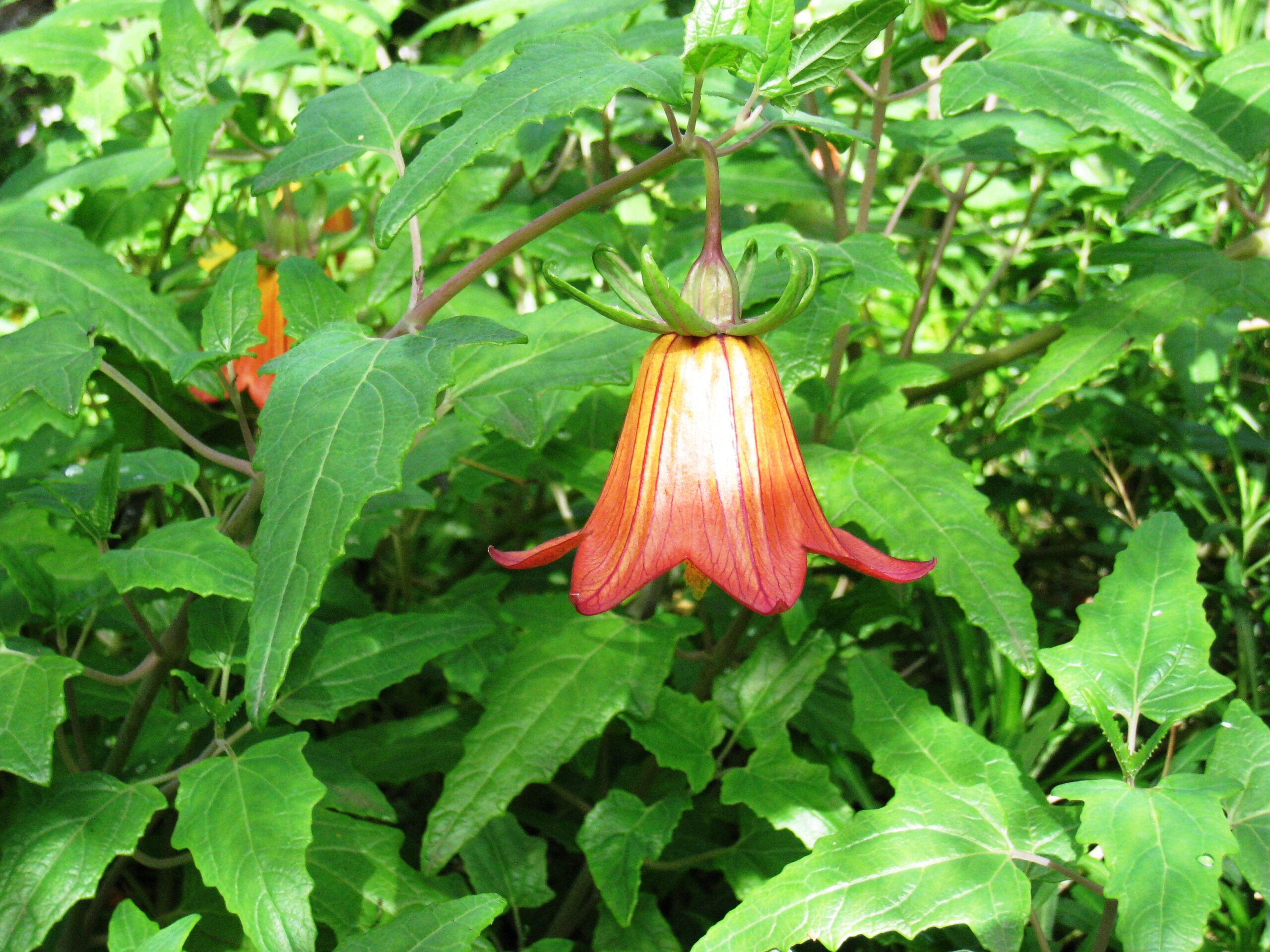 Canarina canariensis, the endemic Canary Island bellflower, displays its distinctive red and cream bell-shaped blooms among characteristic lobed foliage.