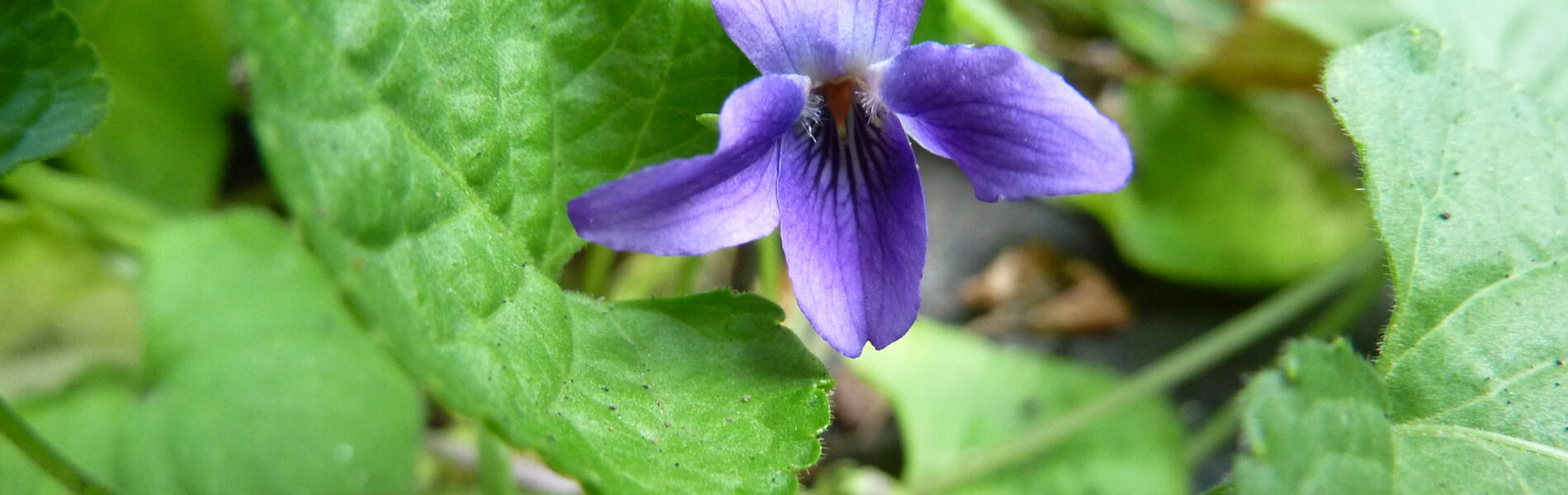 Purple and white violet flower with five petals surrounded by green textured leaves and stems