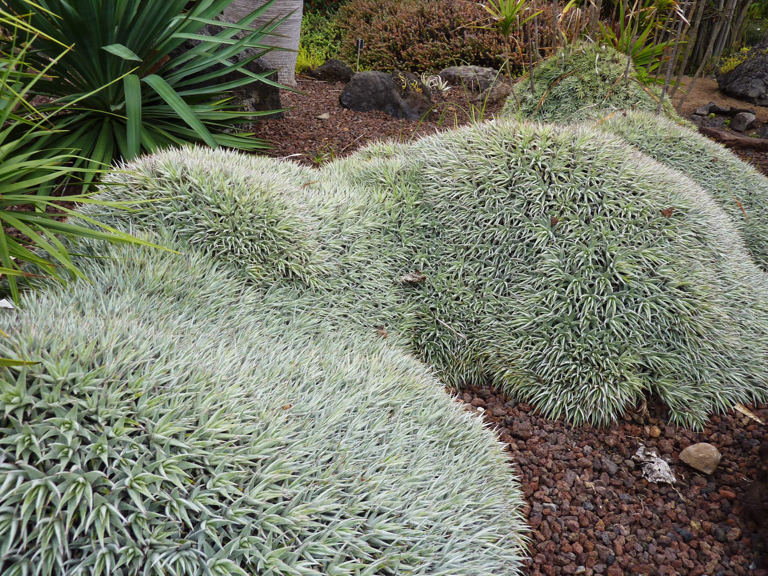Native Canarian plants with distinctive silvery foliage thrive in the volcanic landscape of the botanical garden.