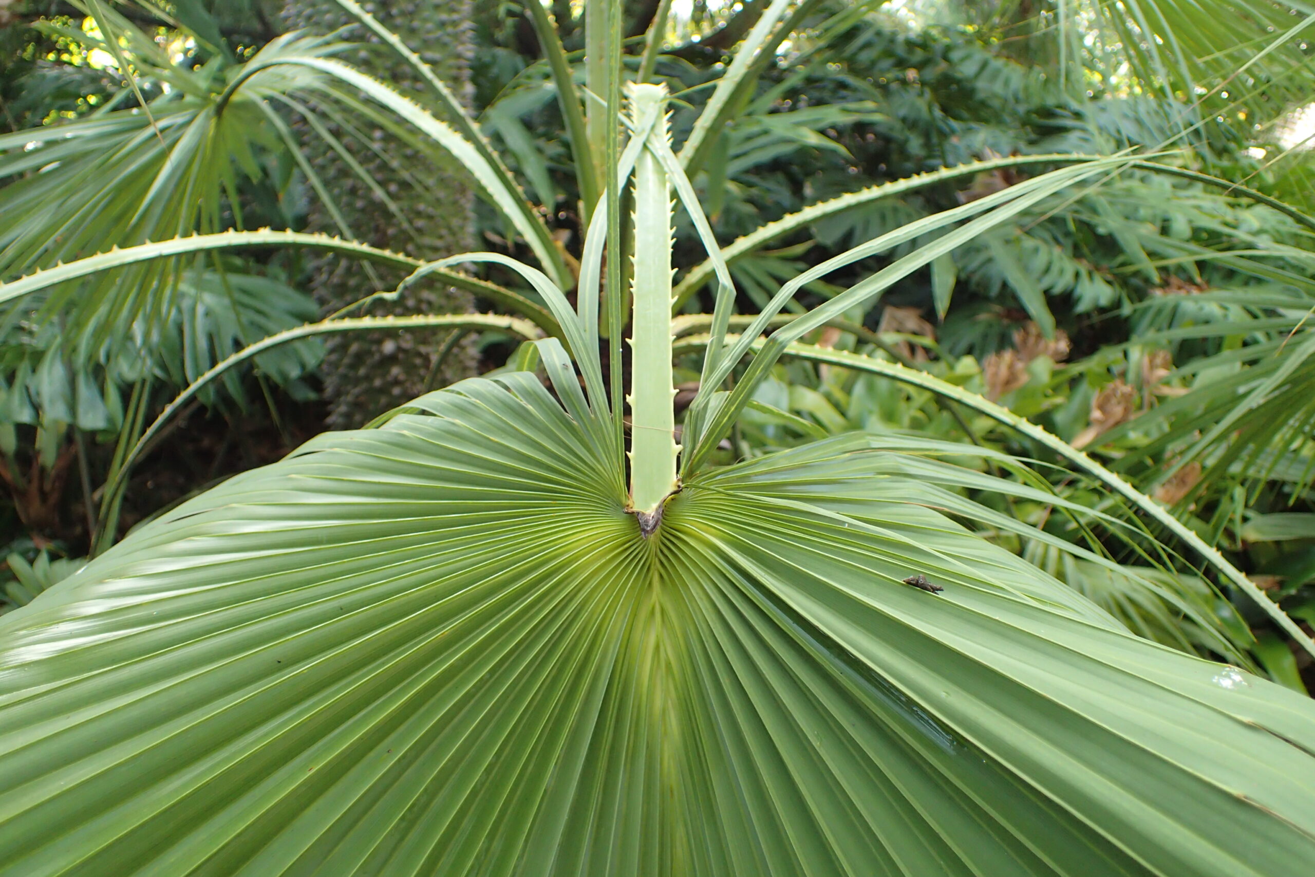 Tropical palm species on display at Jardín Botánico in Puerto de la Cruz, showcasing the botanical garden's collection of exotic plants.