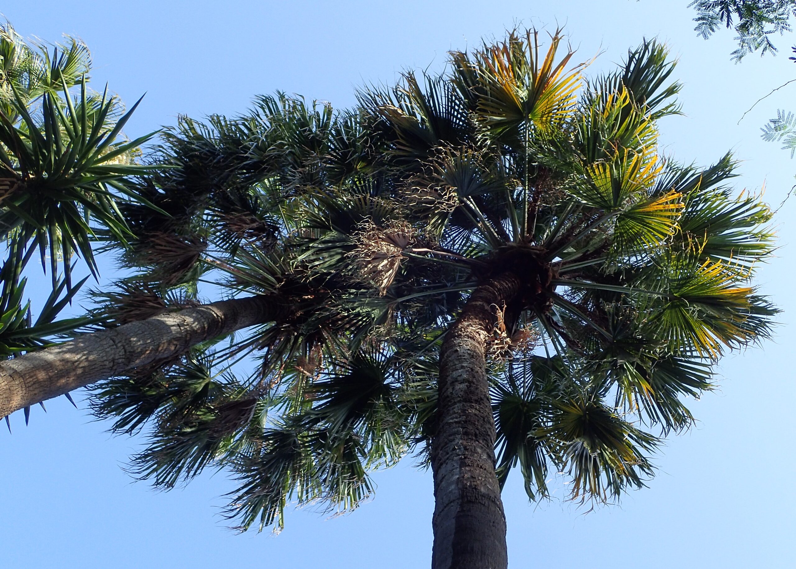 A mature palm tree typical of the tropical vegetation found in the Jardín Botánico botanical garden.